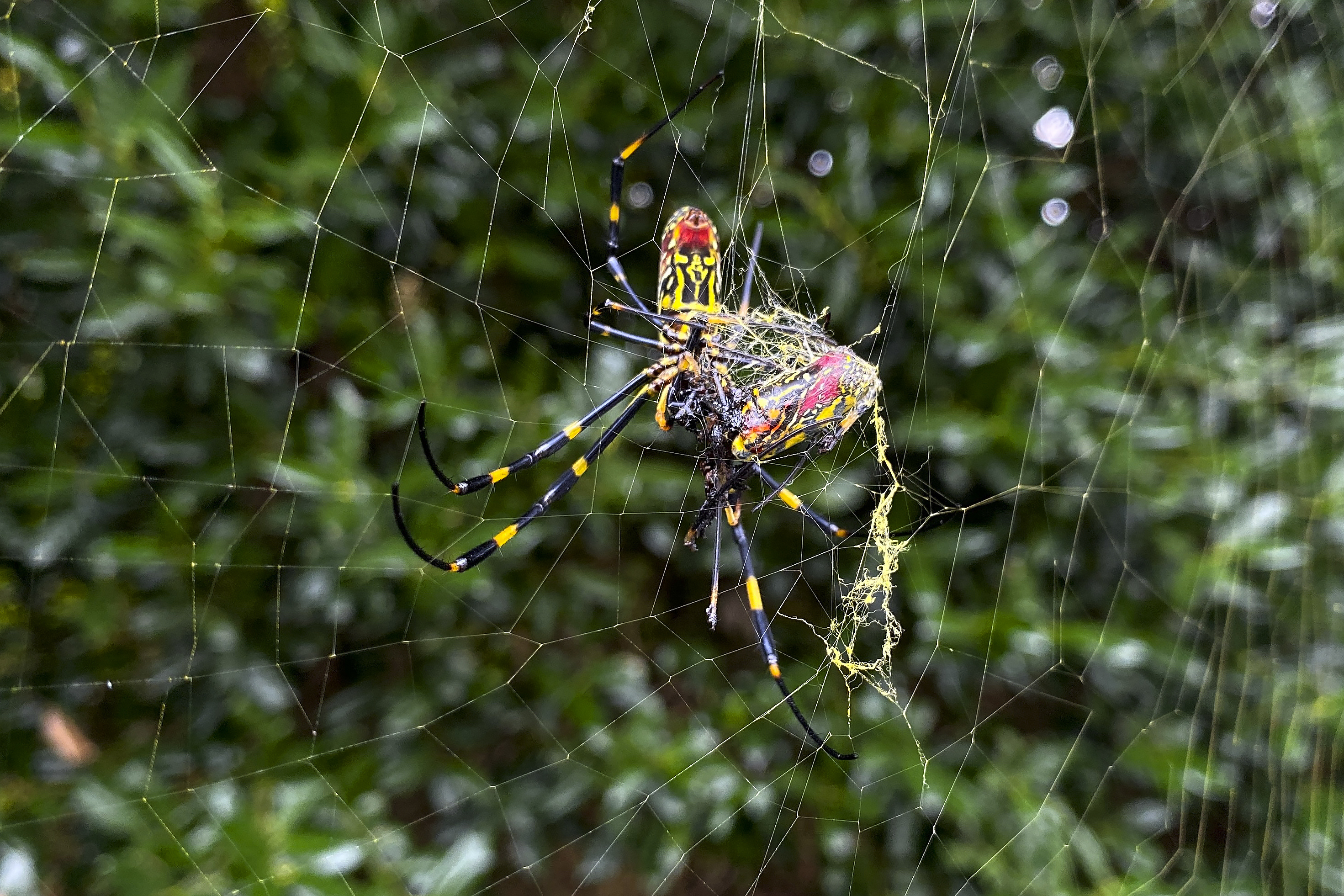 'Mind-Controlling' Fungus Turns Spiders Into 'Zombies'