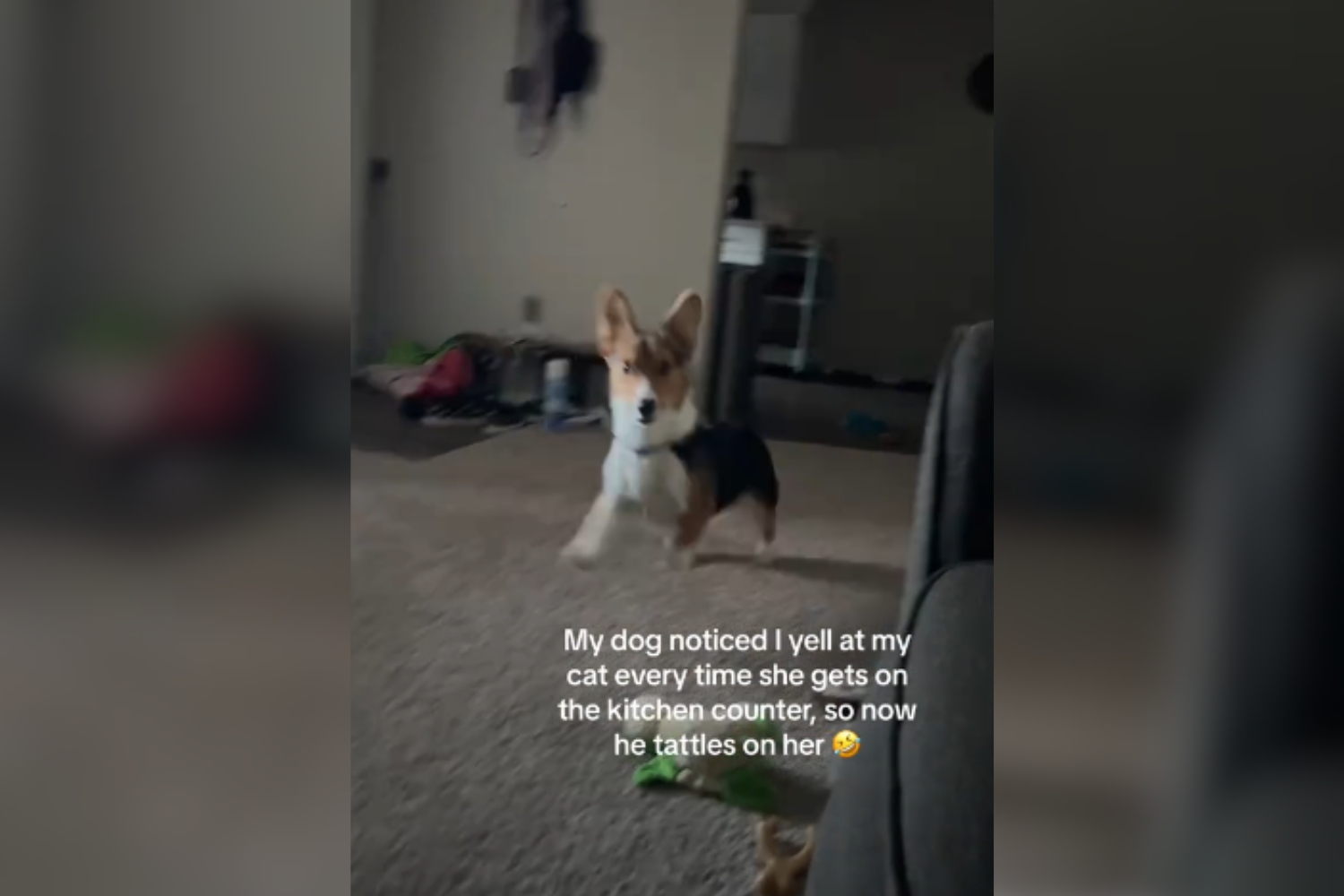 Hysterics as Corgi 'Tattles' on Naughty Cat After Learning From Owner