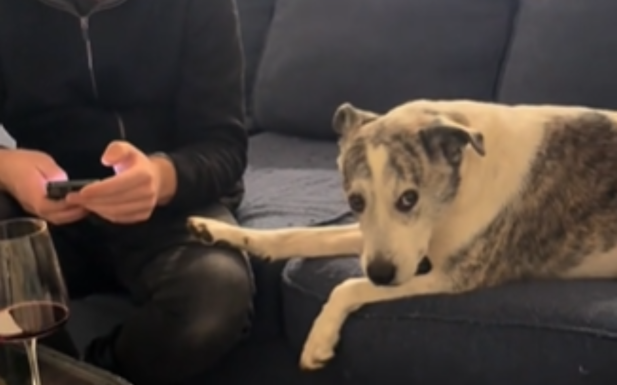 Mans Territorial Dog Sends Very Clear Message to His Girlfriend