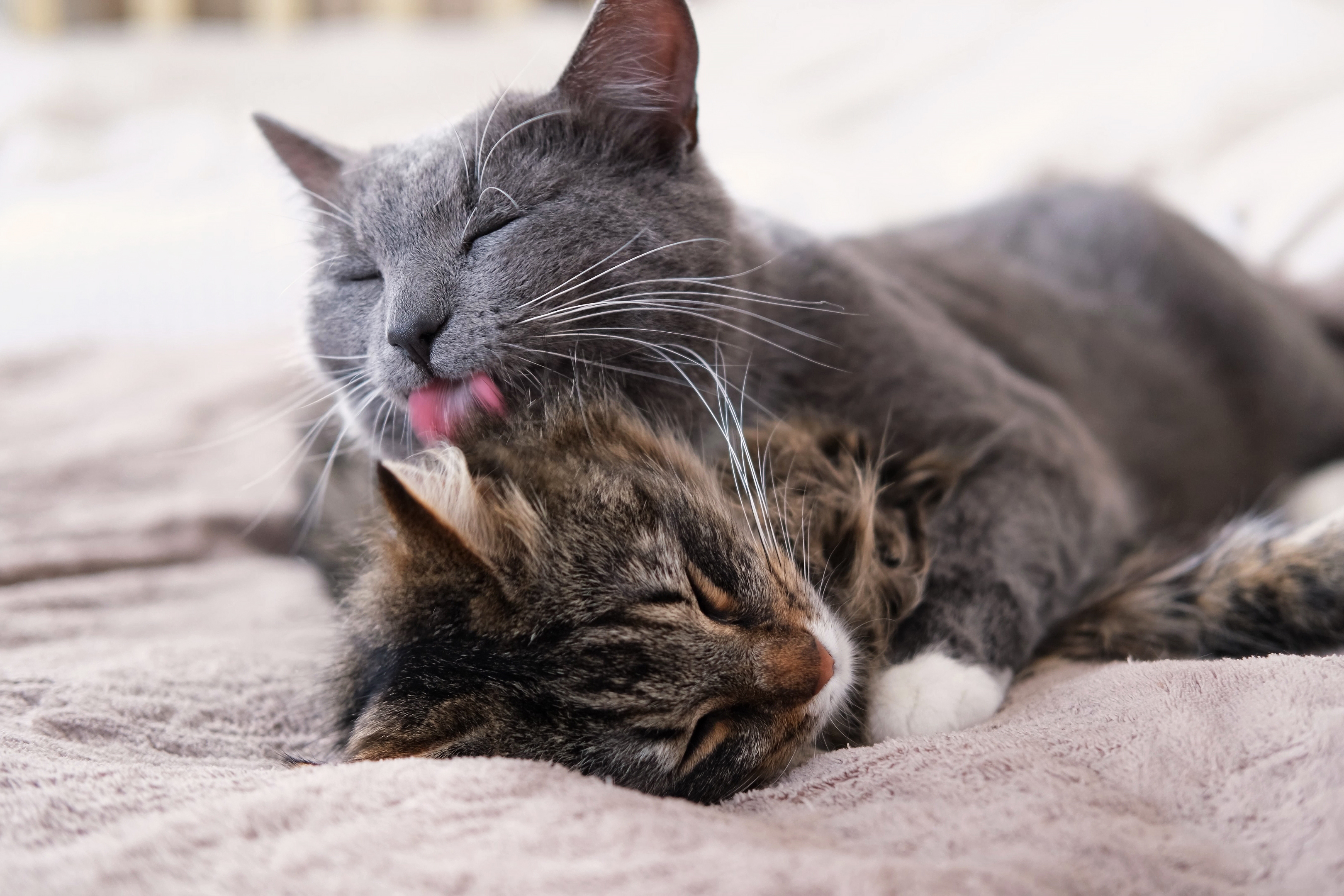 Man moves into fiancée's home with cat, hearts melt as pets fall in love