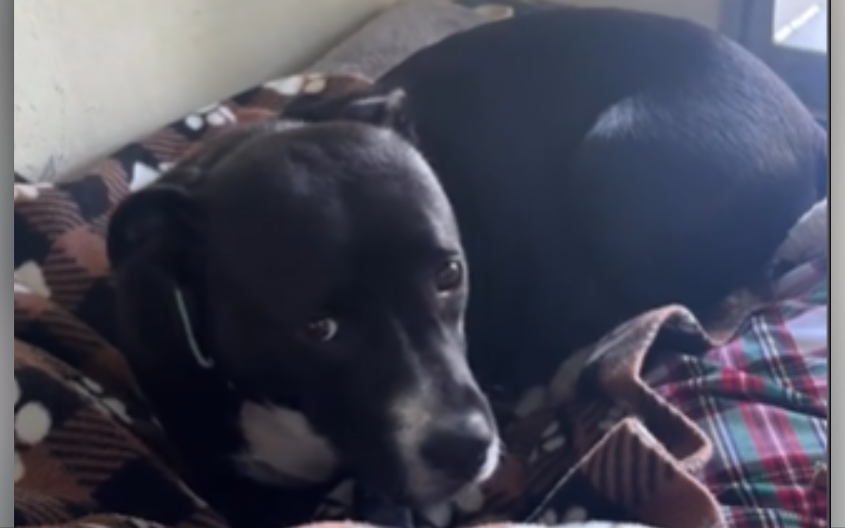 Mom Dogs Struggle in Shelter After Puppies Adopted: Shut Down Completely