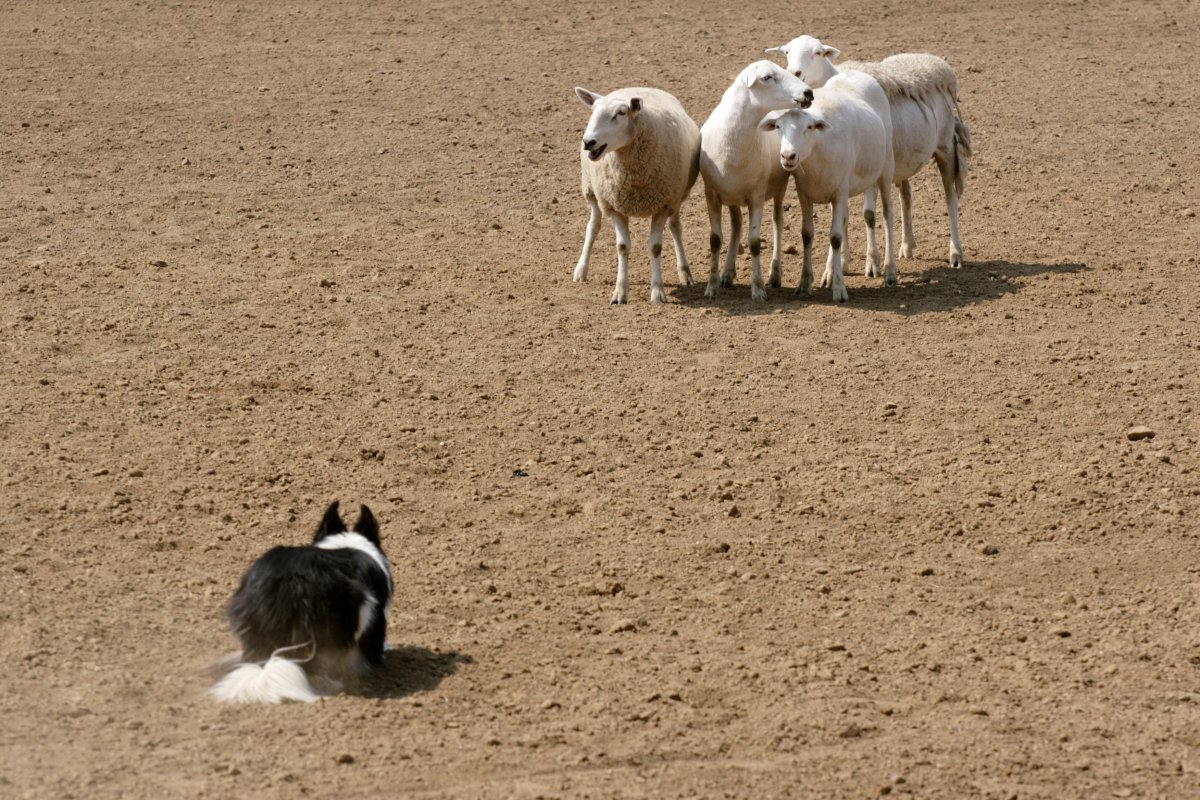 dog herding sheep.