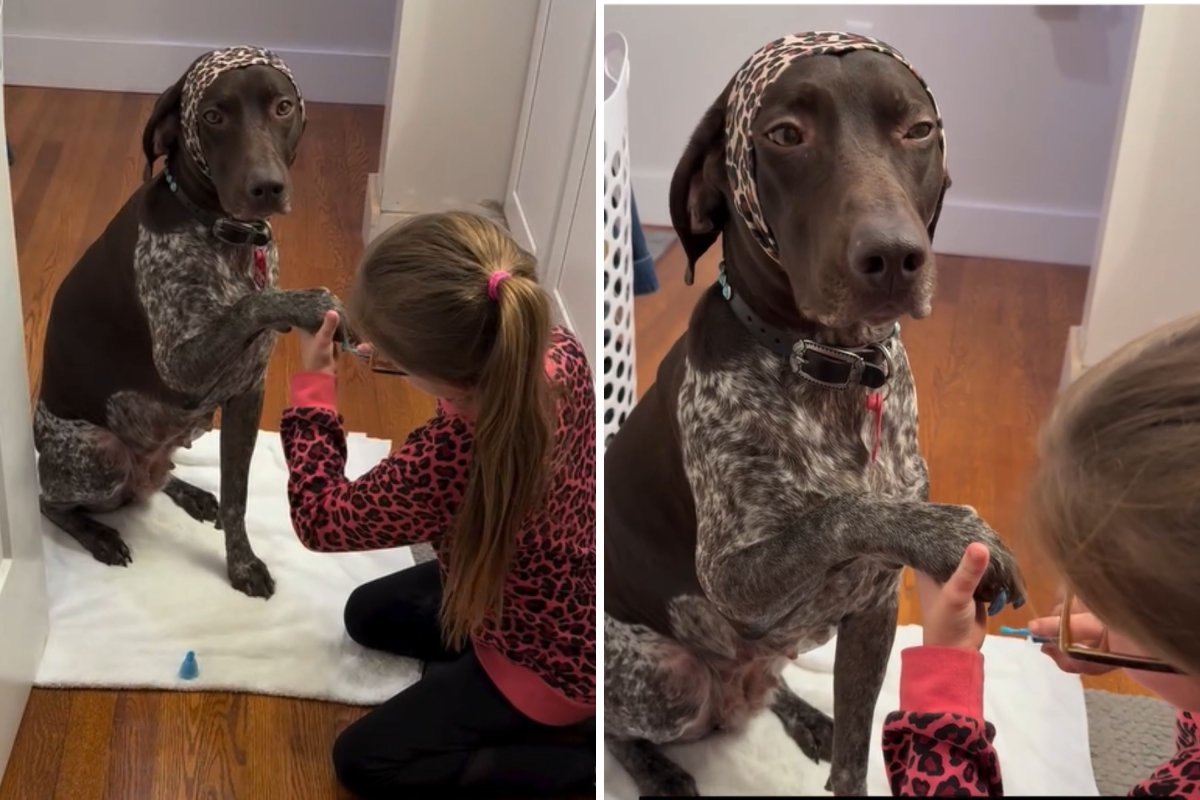 German shorthaired pointer nails painted