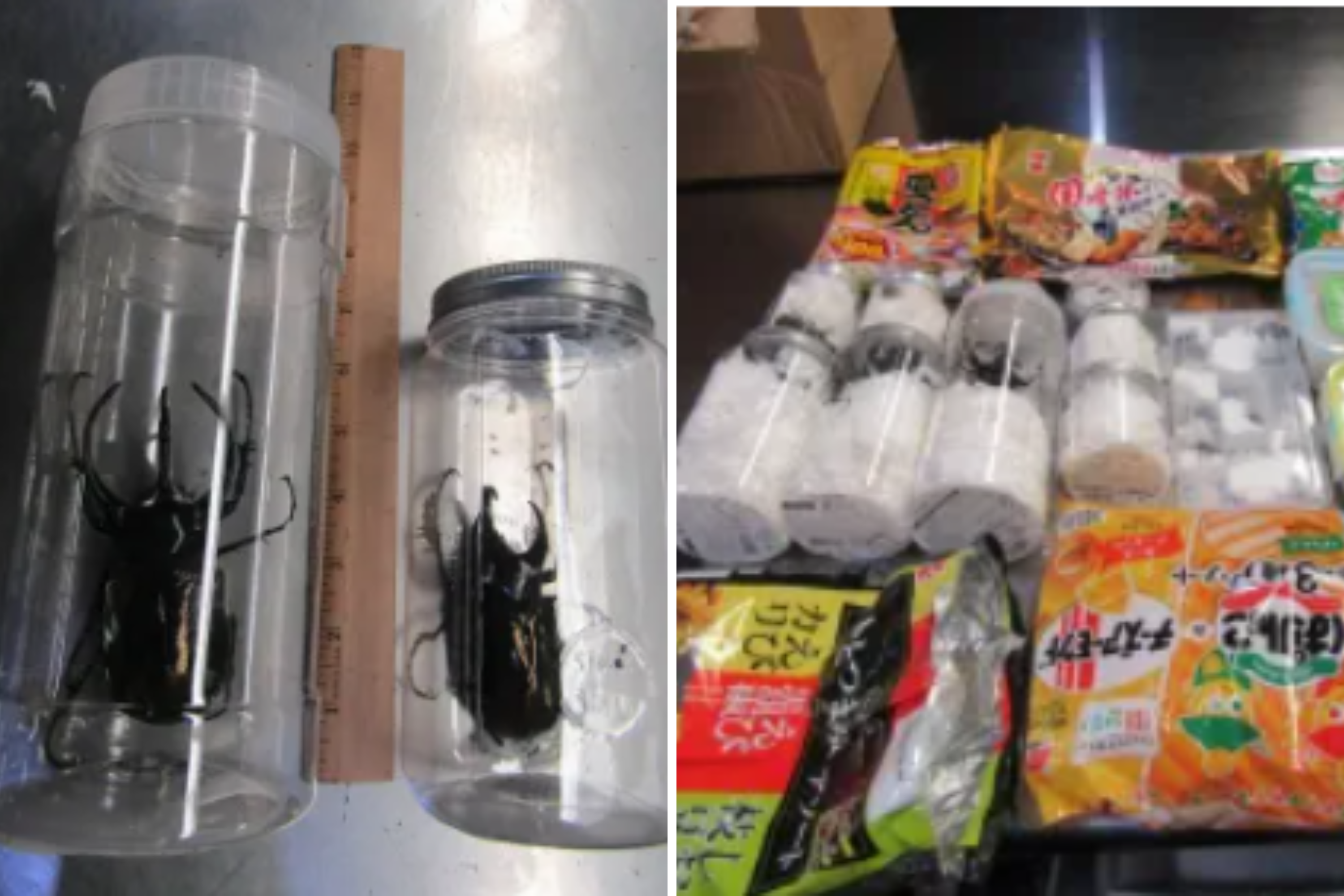 Dozens of live beetles "disguised as snacks" seized at LAX