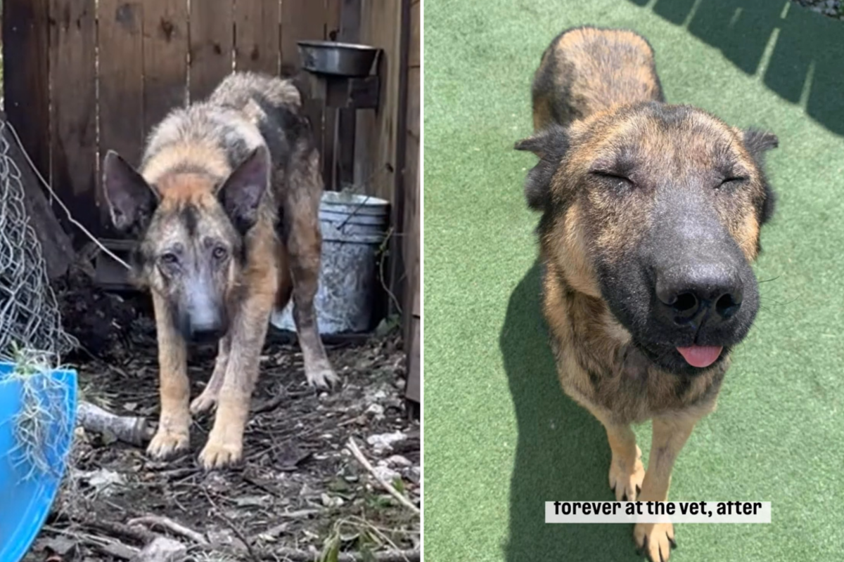 Dog rescued from yard