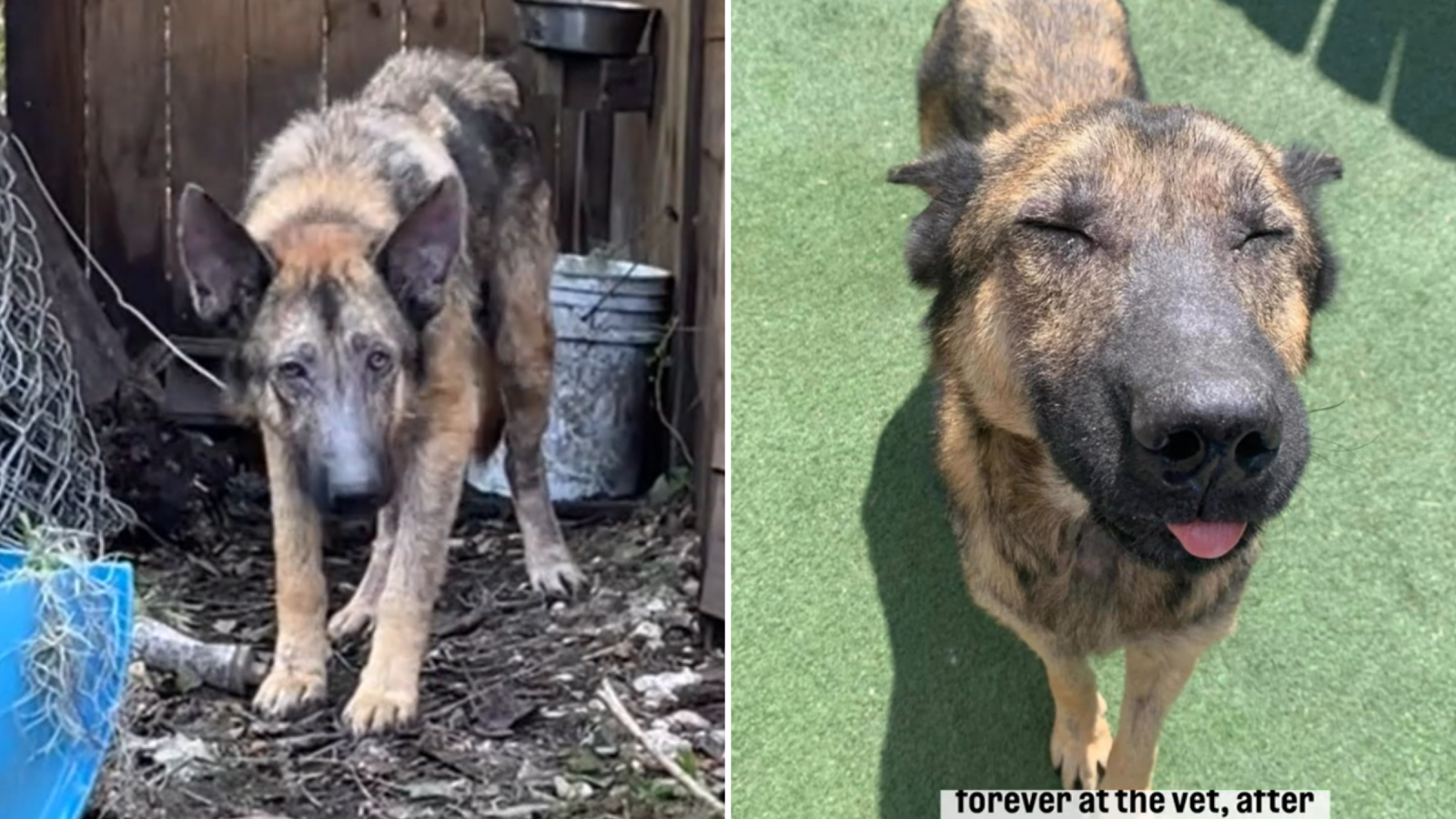 Chú chó chăn cừu Đức bị buộc vào cây trong cơn bão đã tìm thấy ngôi nhà vĩnh viễn - Newsweek