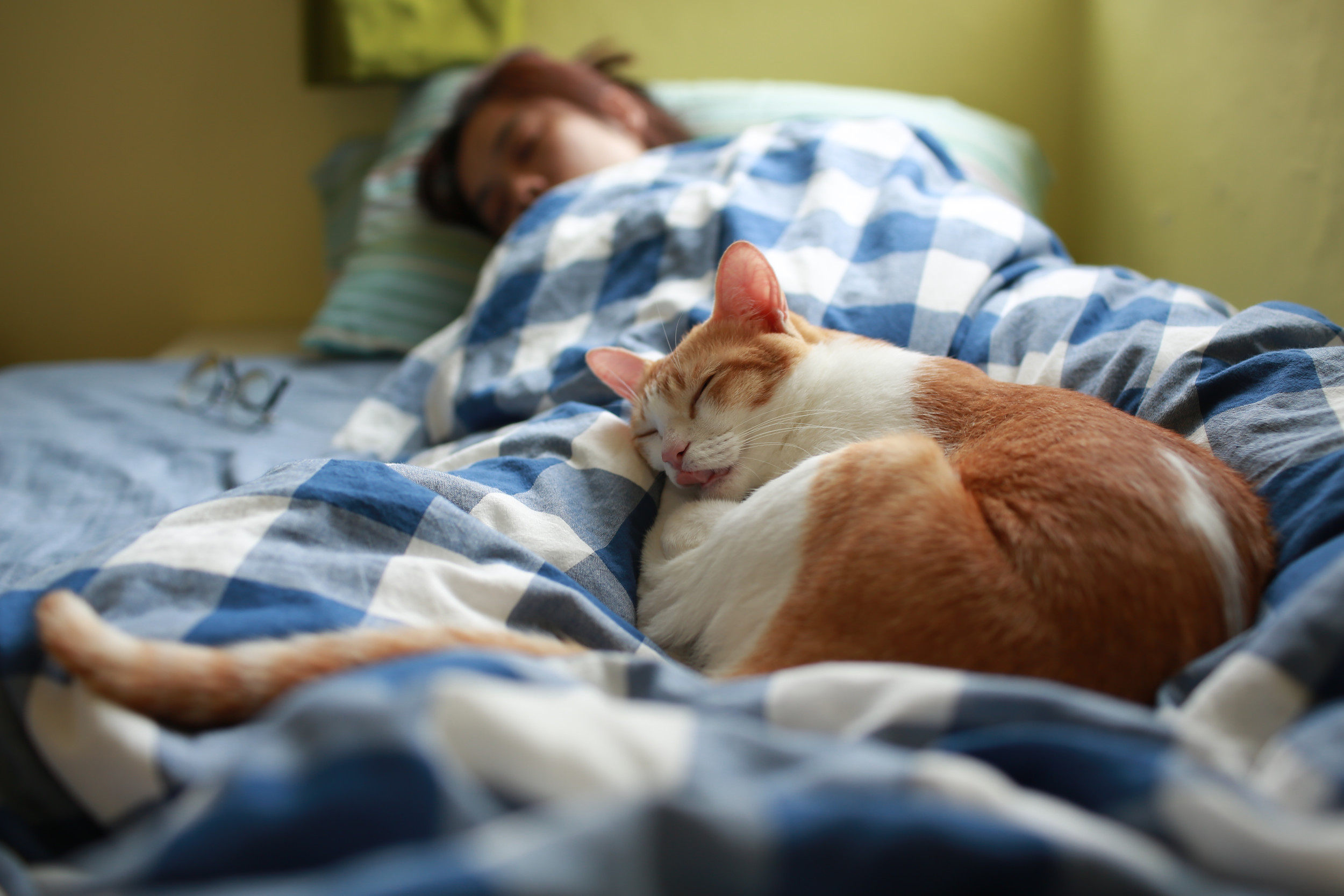 Woman-Moves-Bed-Avoid-Cat-Fail-Newsweek
