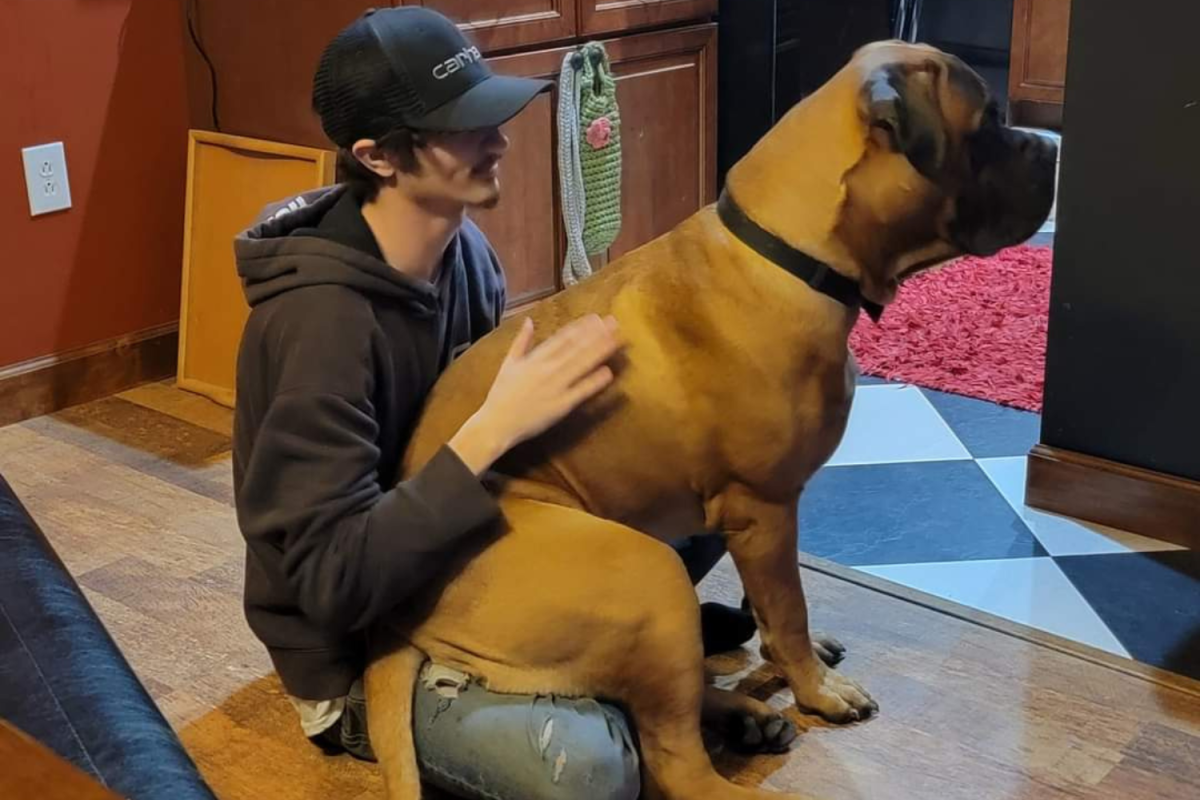 Zak the dog