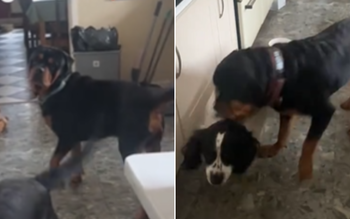 Rottweilers Blue and Vinnie with Pilot.