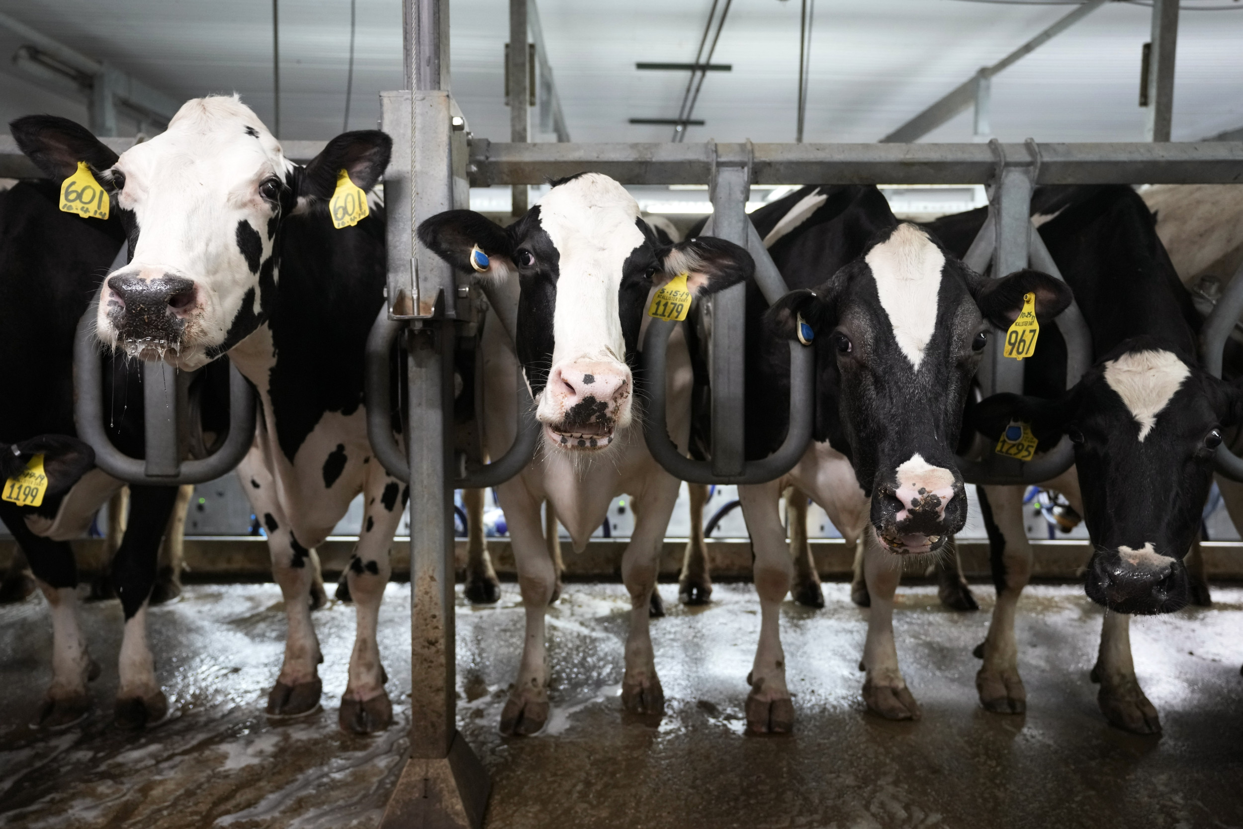 Can you get bird flu from drinking milk? What to know as cows are infected
