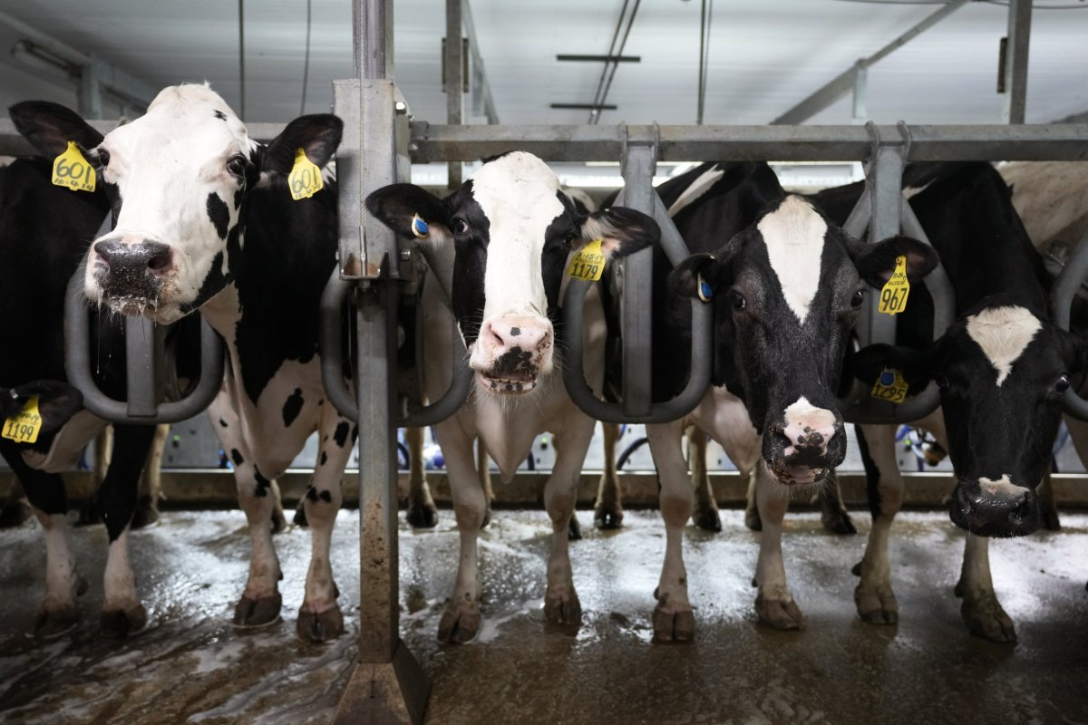 Bird Flu Cows