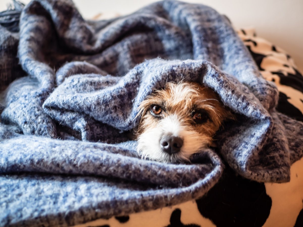 dog in bed