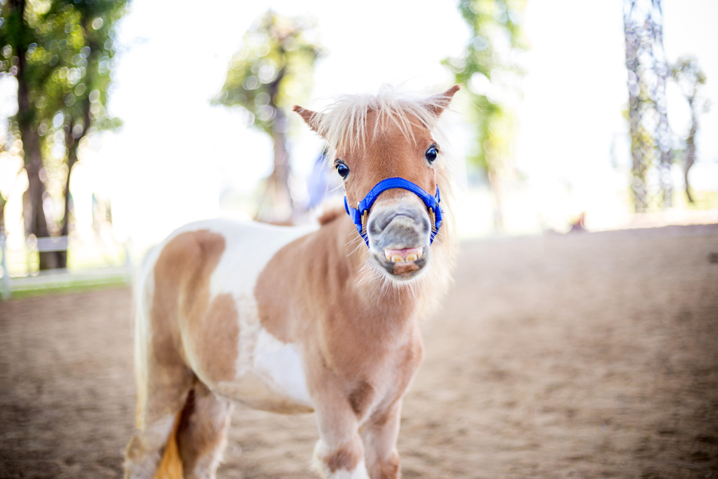 Pony Gets Put on Diet, Hysterics Over What Happens Next: No Guilt
