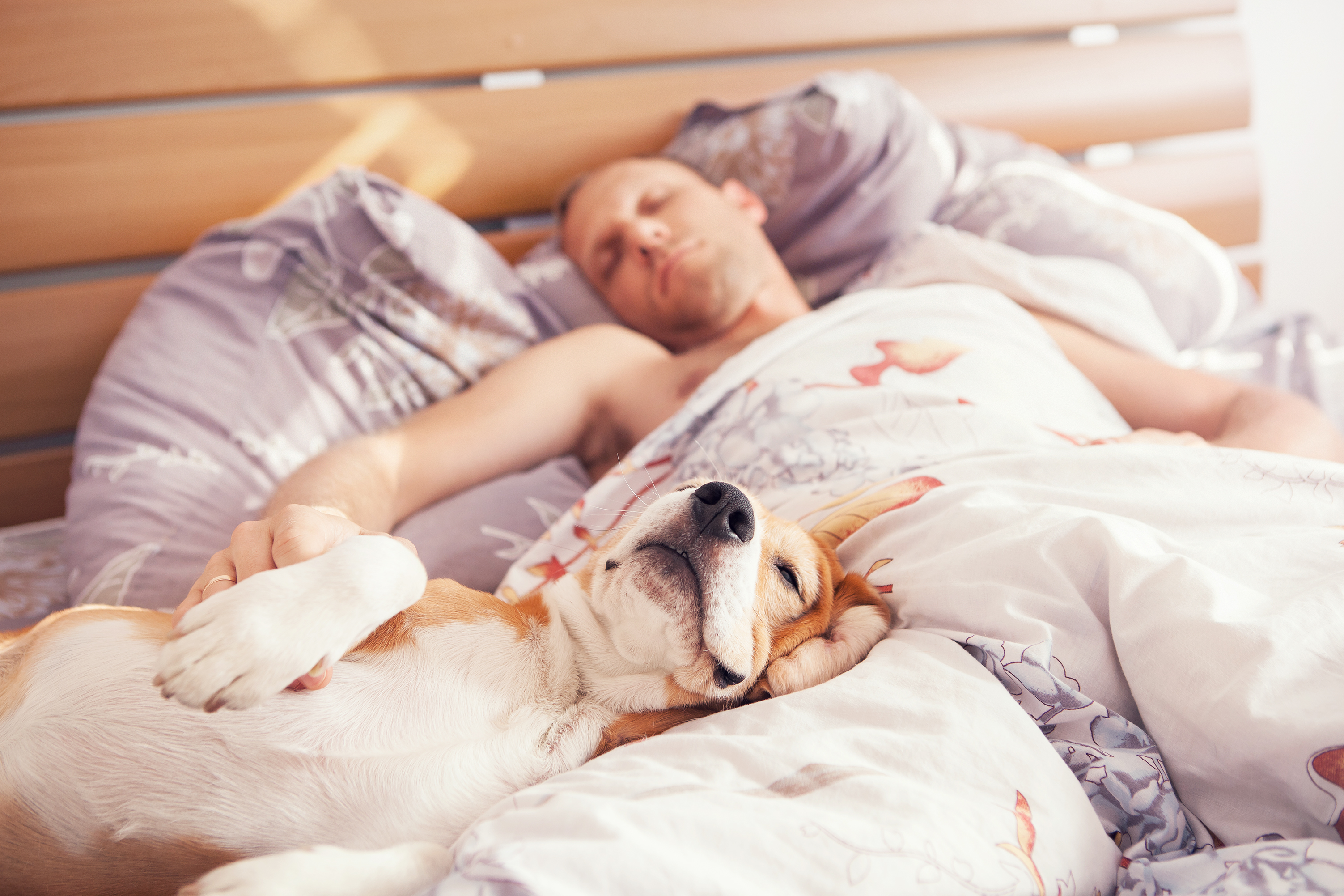 how to get dog to stop sleeping on bed