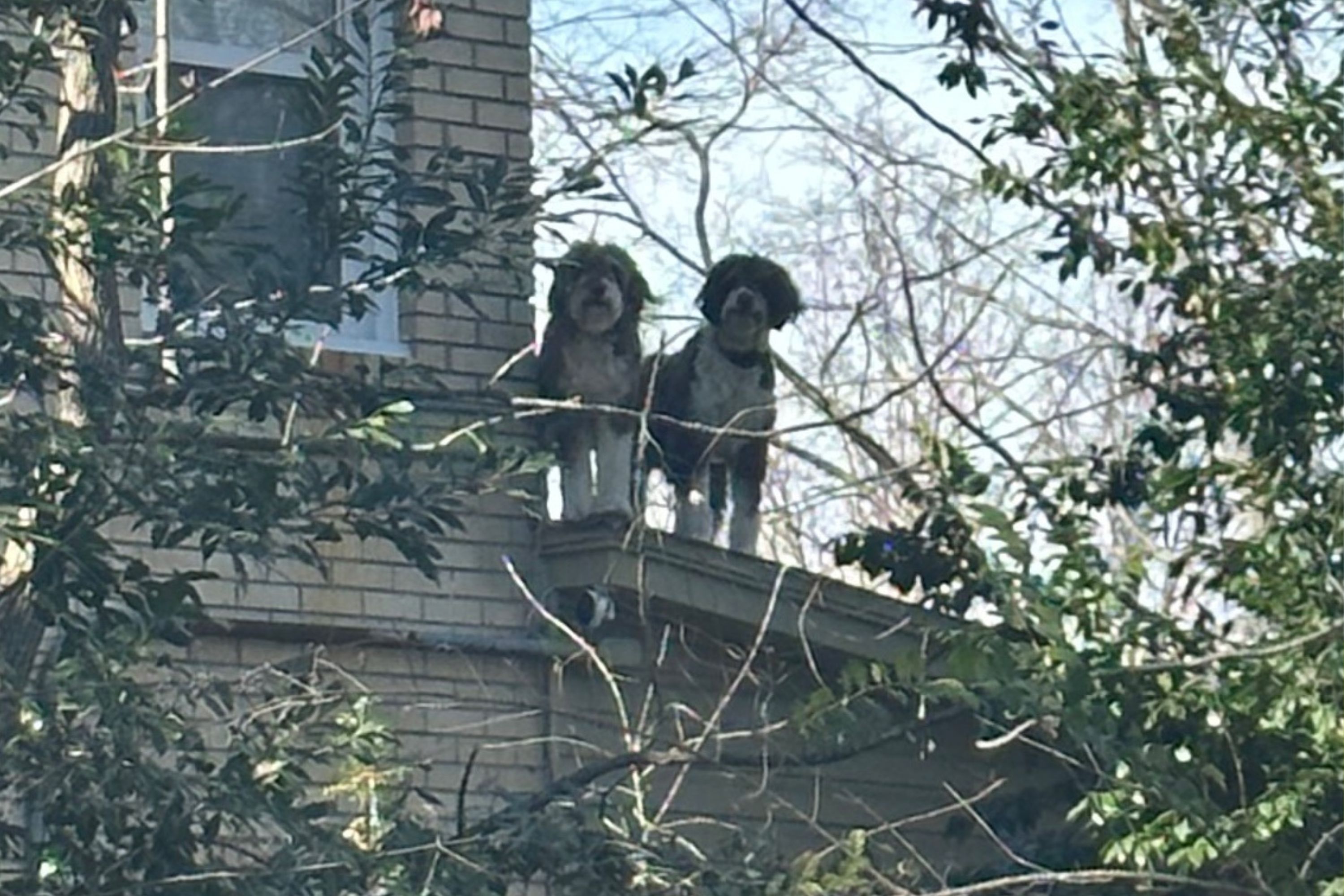 Man Goes on Daily Walk, Hilariously Barked at by Roof Doodles Every Day