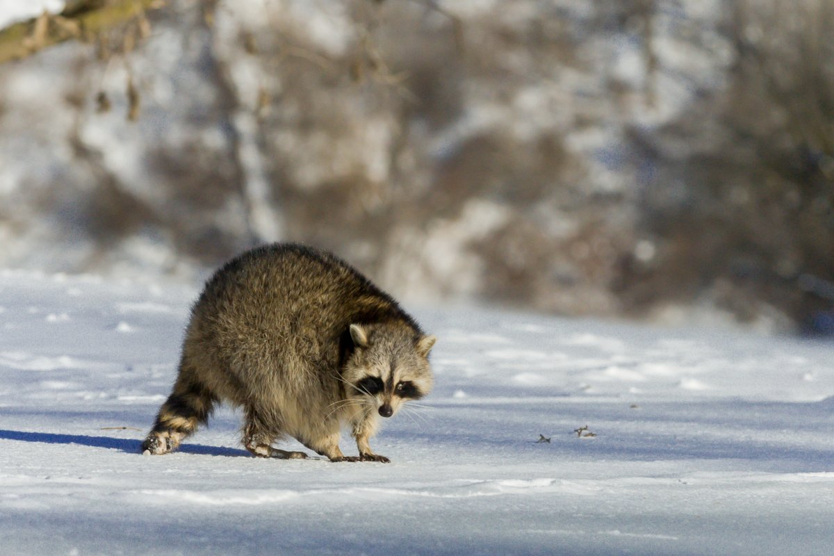Raccoon standing on snow-covered grounds in Canada.