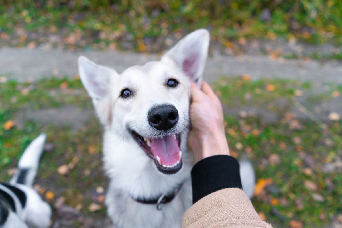 Happy dog with owner