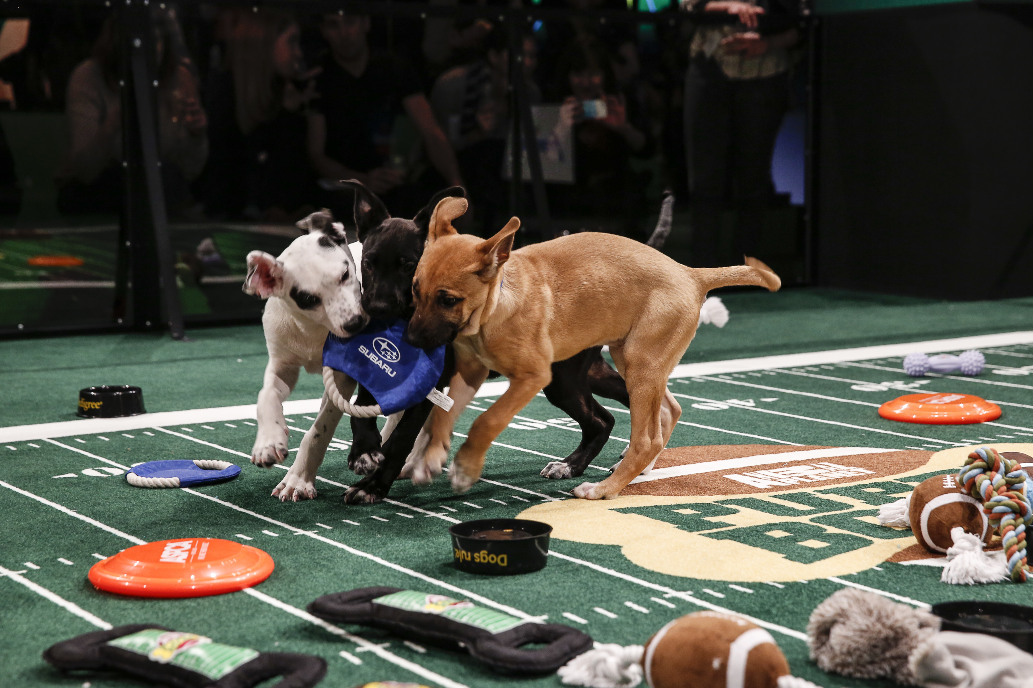 Meet the Starting Lineup for Puppy Bowl XXI