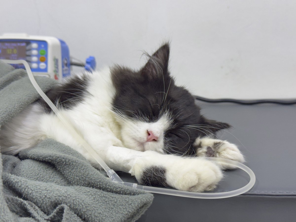 Stock image of a sick cat