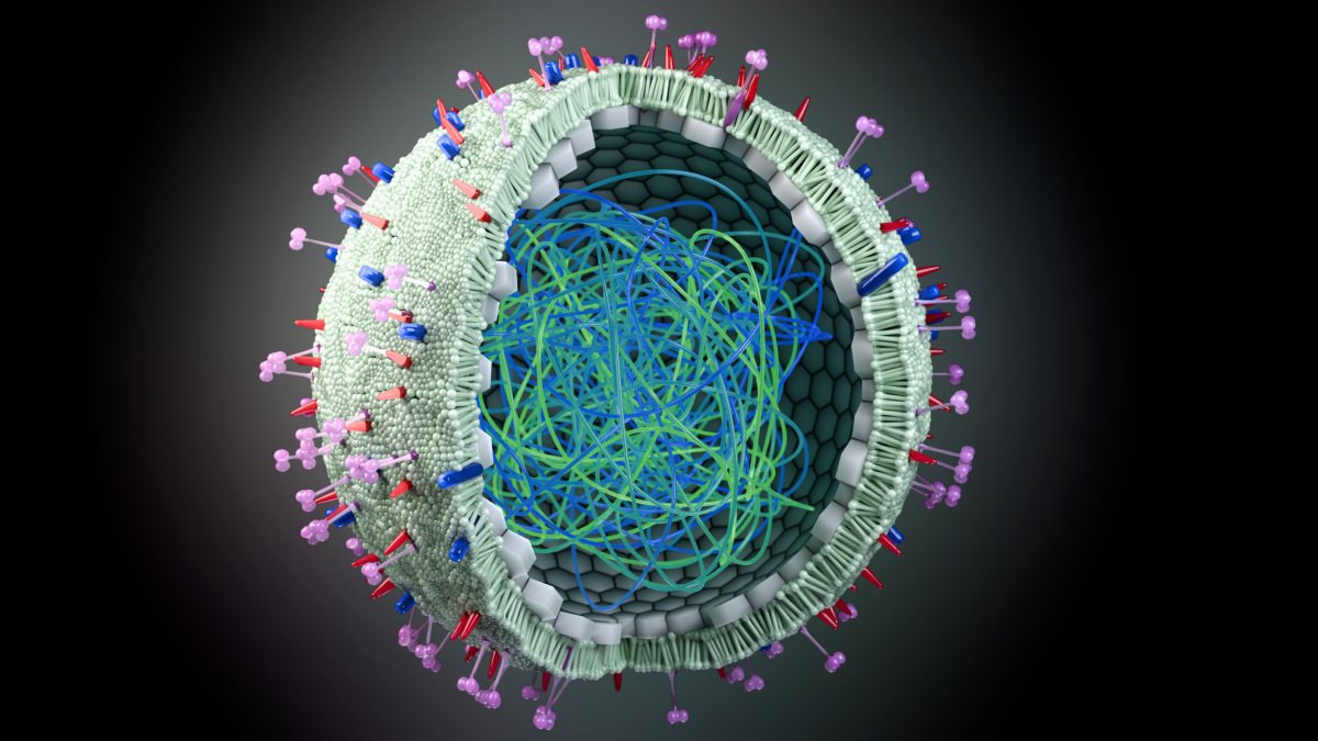 An artist's cutaway of bird flu