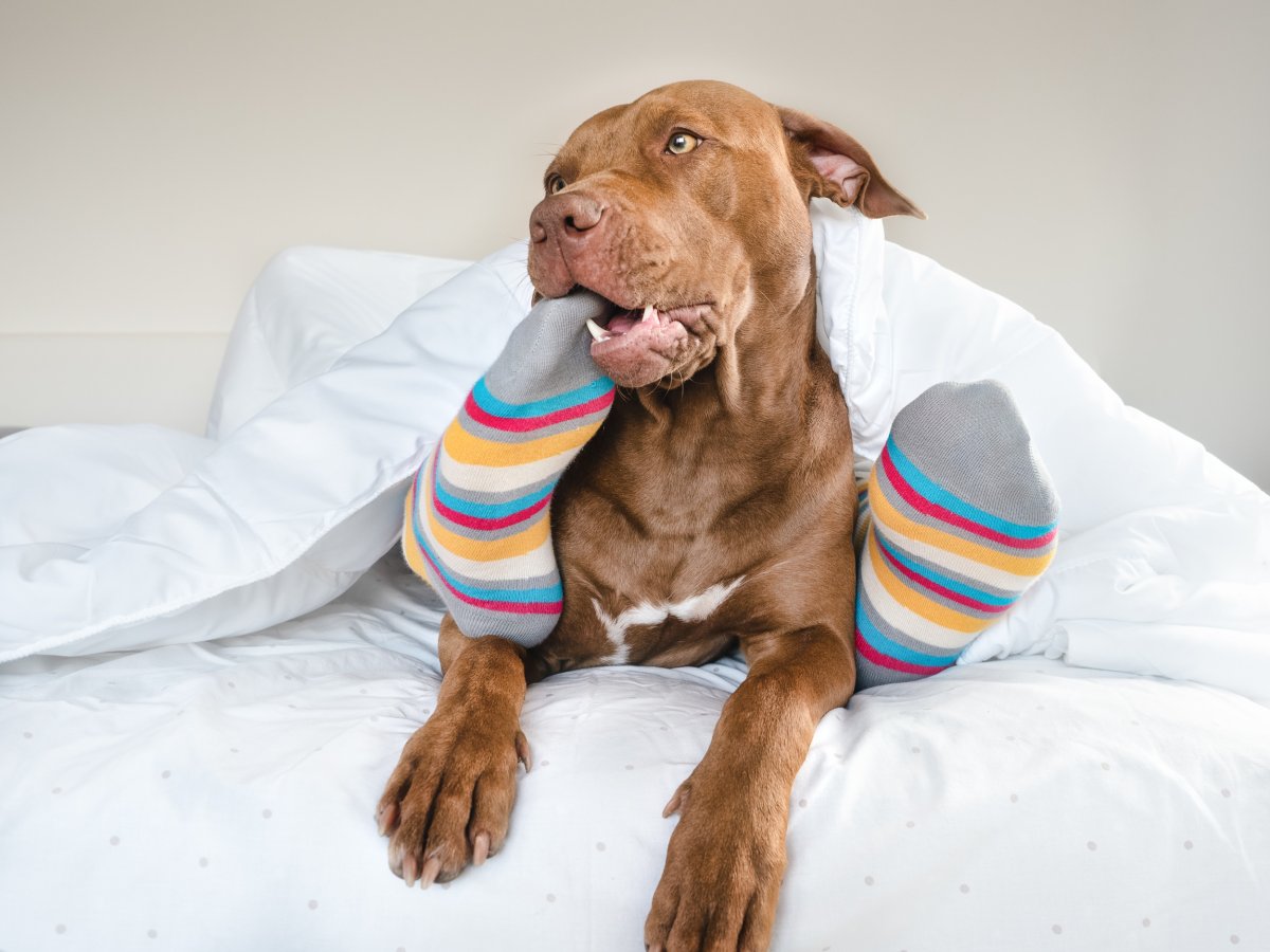 dog biting owner's toes