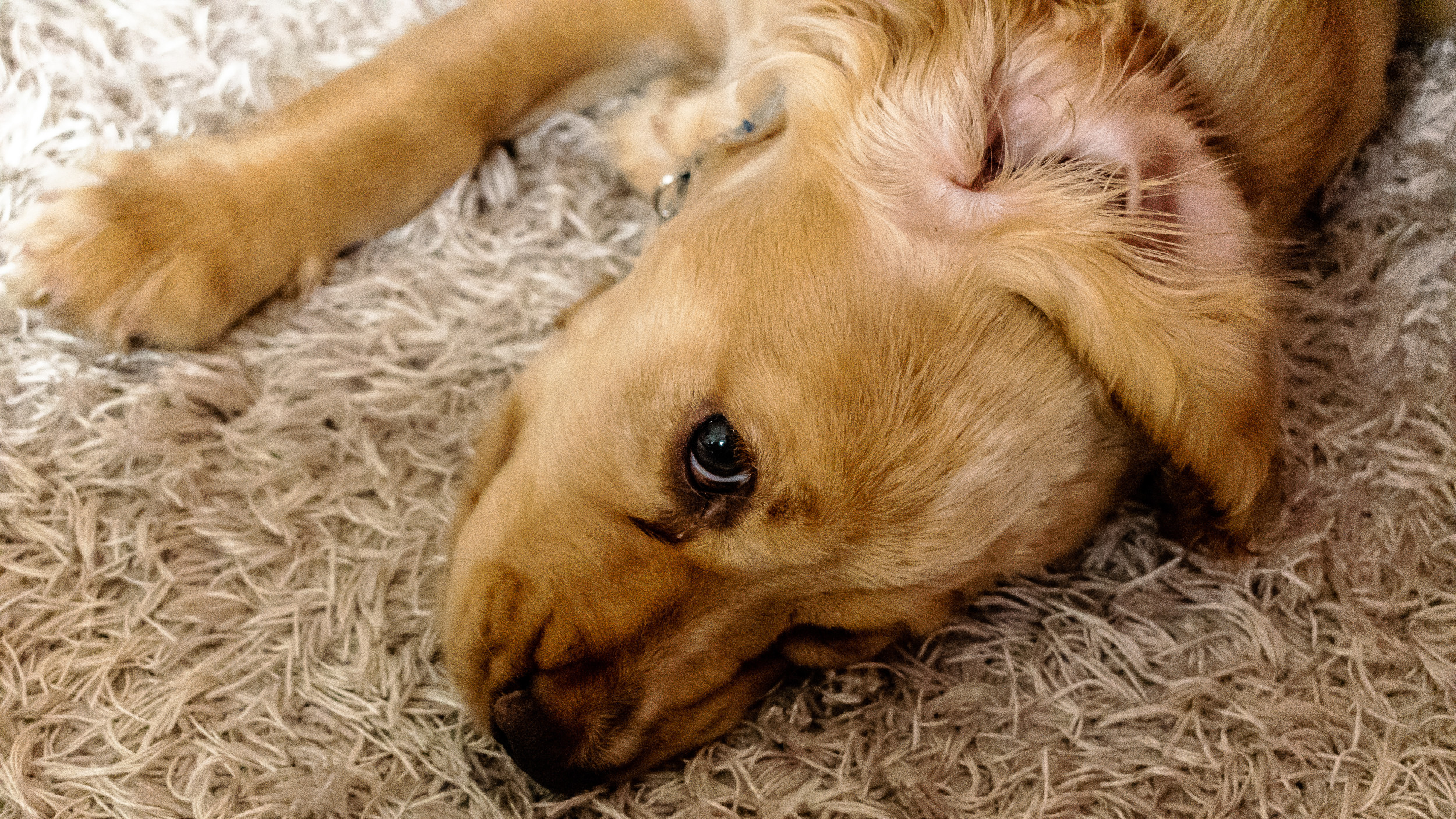 Golden Retrievers Response to Suspicious Item Delights Viewers