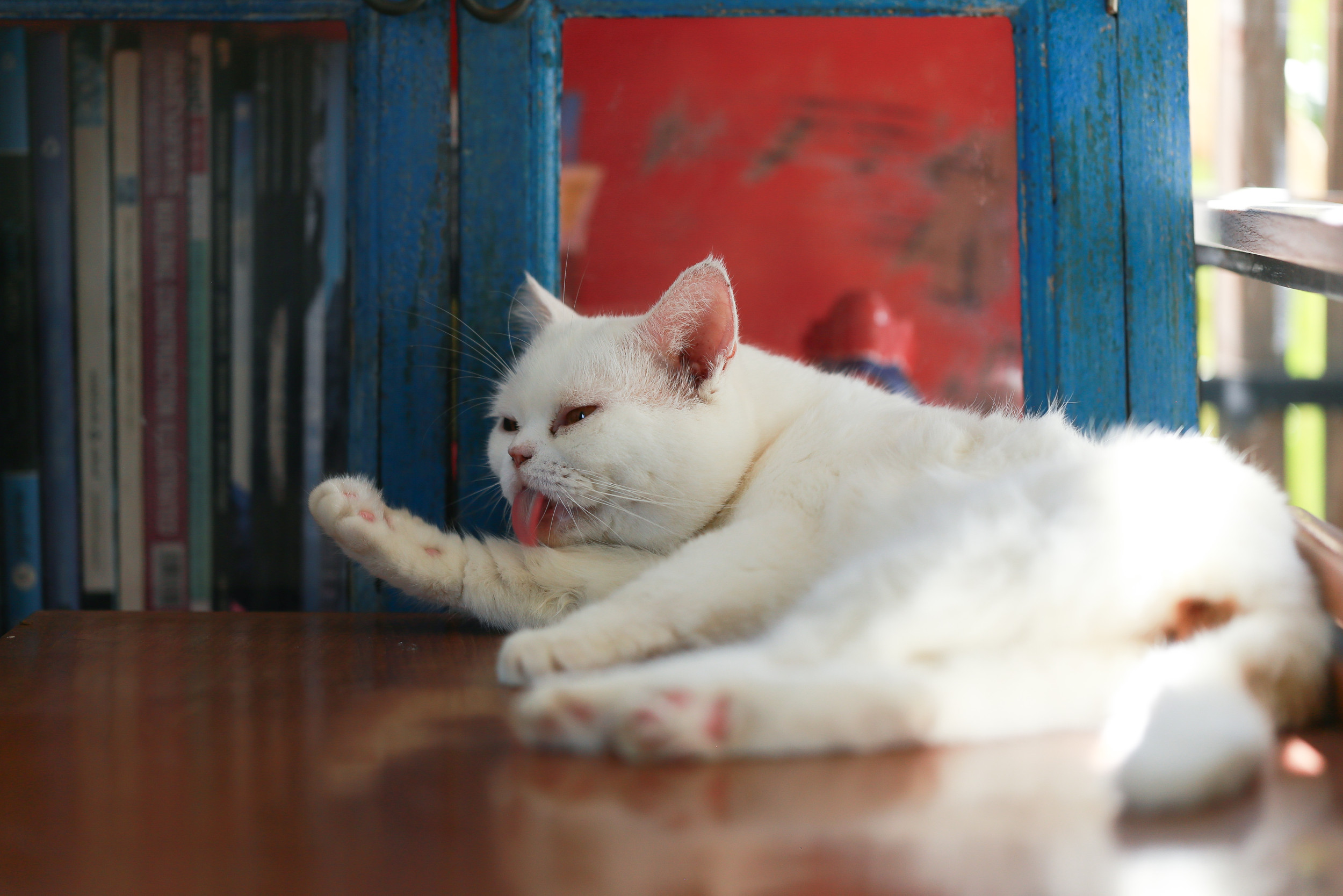 Deaf Cat in Deep Cleaning Mode, Then He Realizes Owner Is Watching