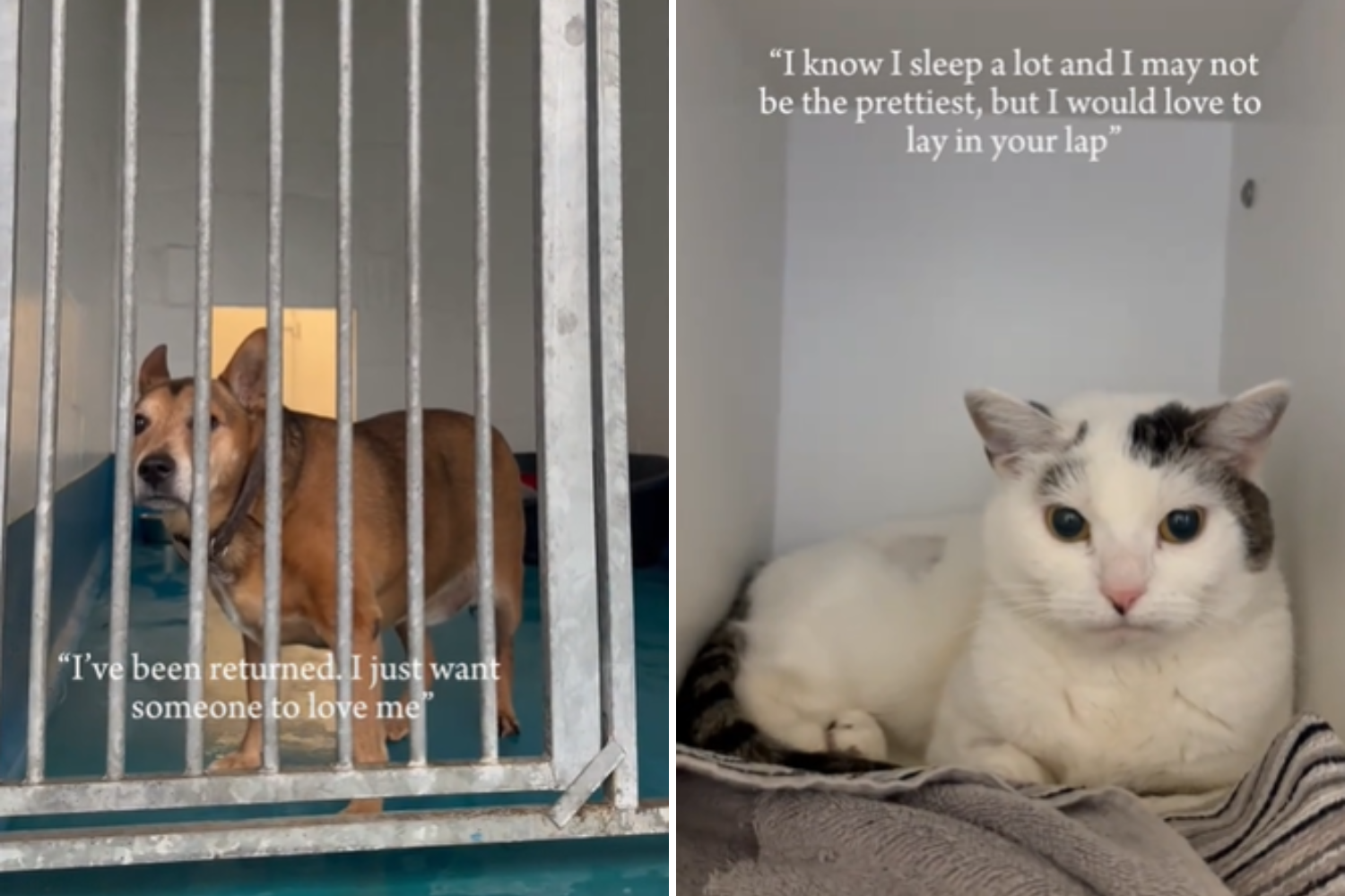 Tears As Shelter Shares Perspective of Overlooked Senior Pets: Unwanted