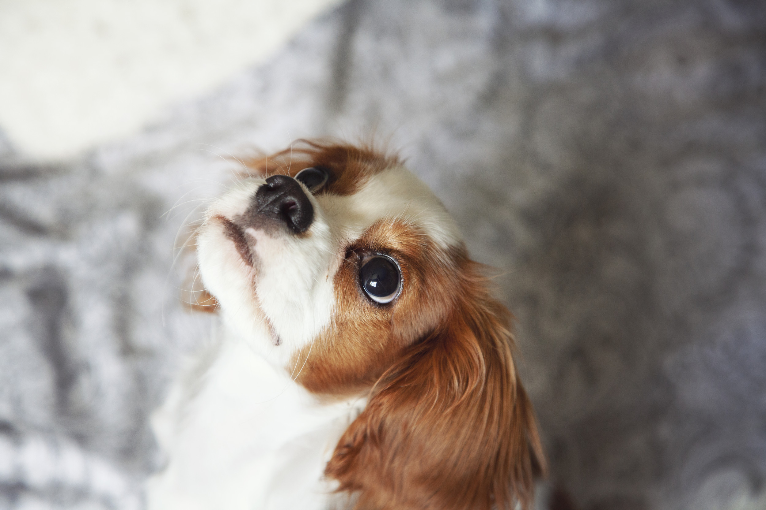 Deaf Puppys Love Language Leaves Internet in Tears