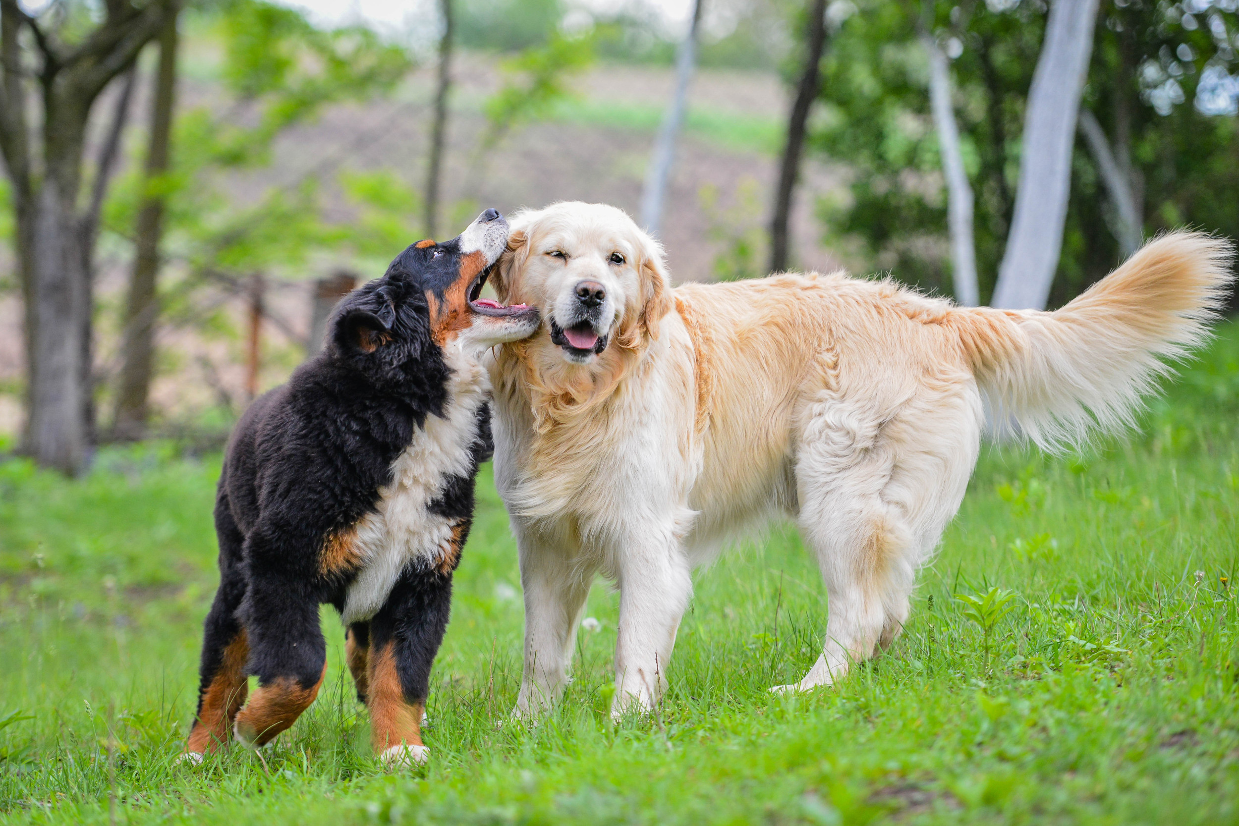 Moment 'Lonely' Retriever Meets Puppy Brother for First Time Melts