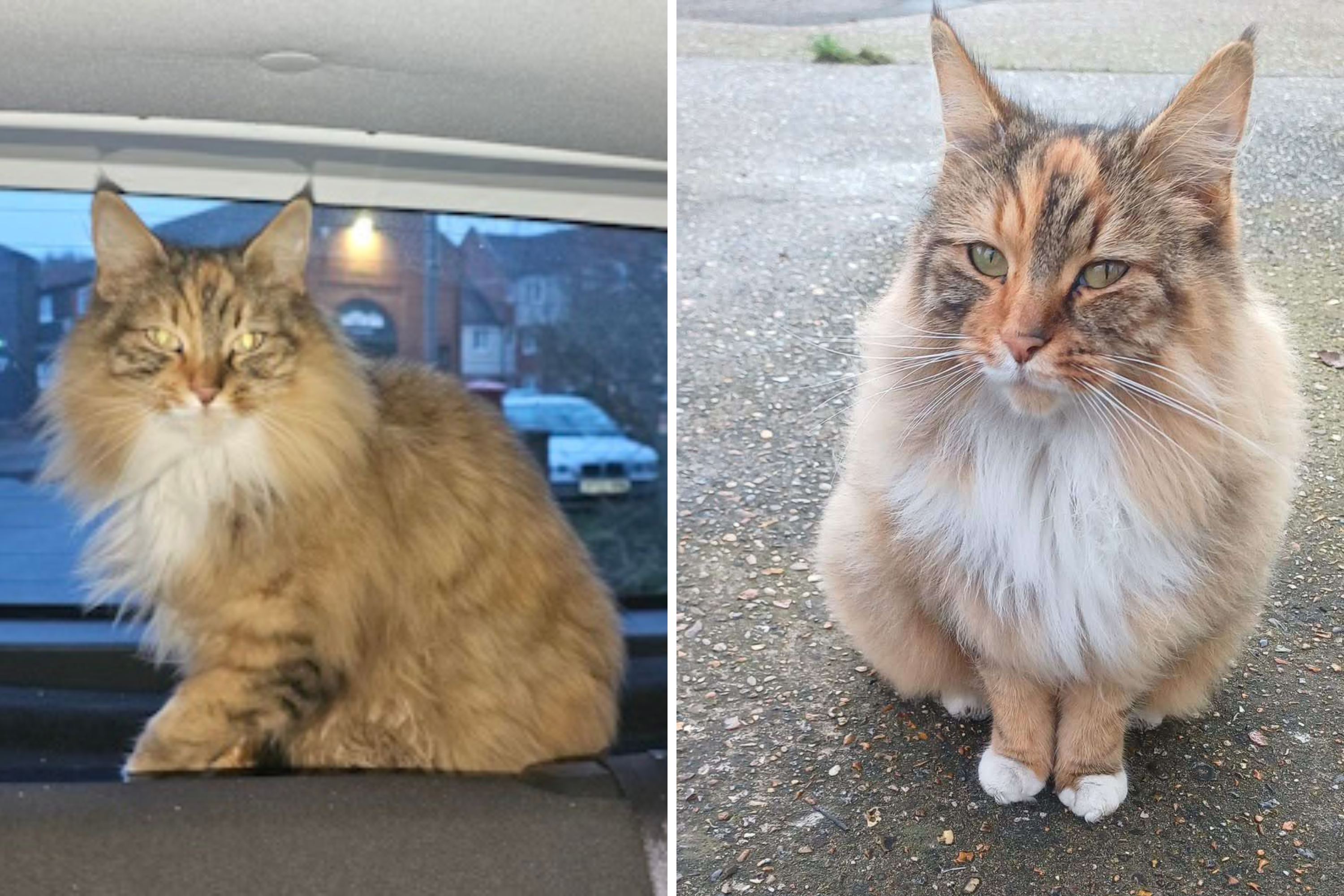 Owner assumes cat is out on a walk—then police knock at the door