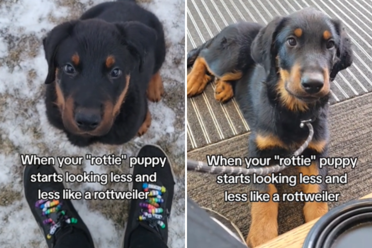 "Rottie" puppy