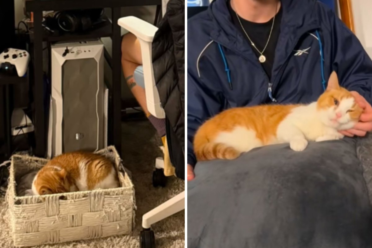 Cat adopted by fraternity