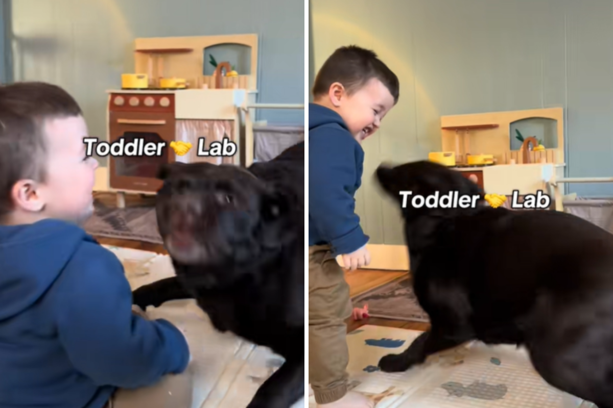 Zoomies
