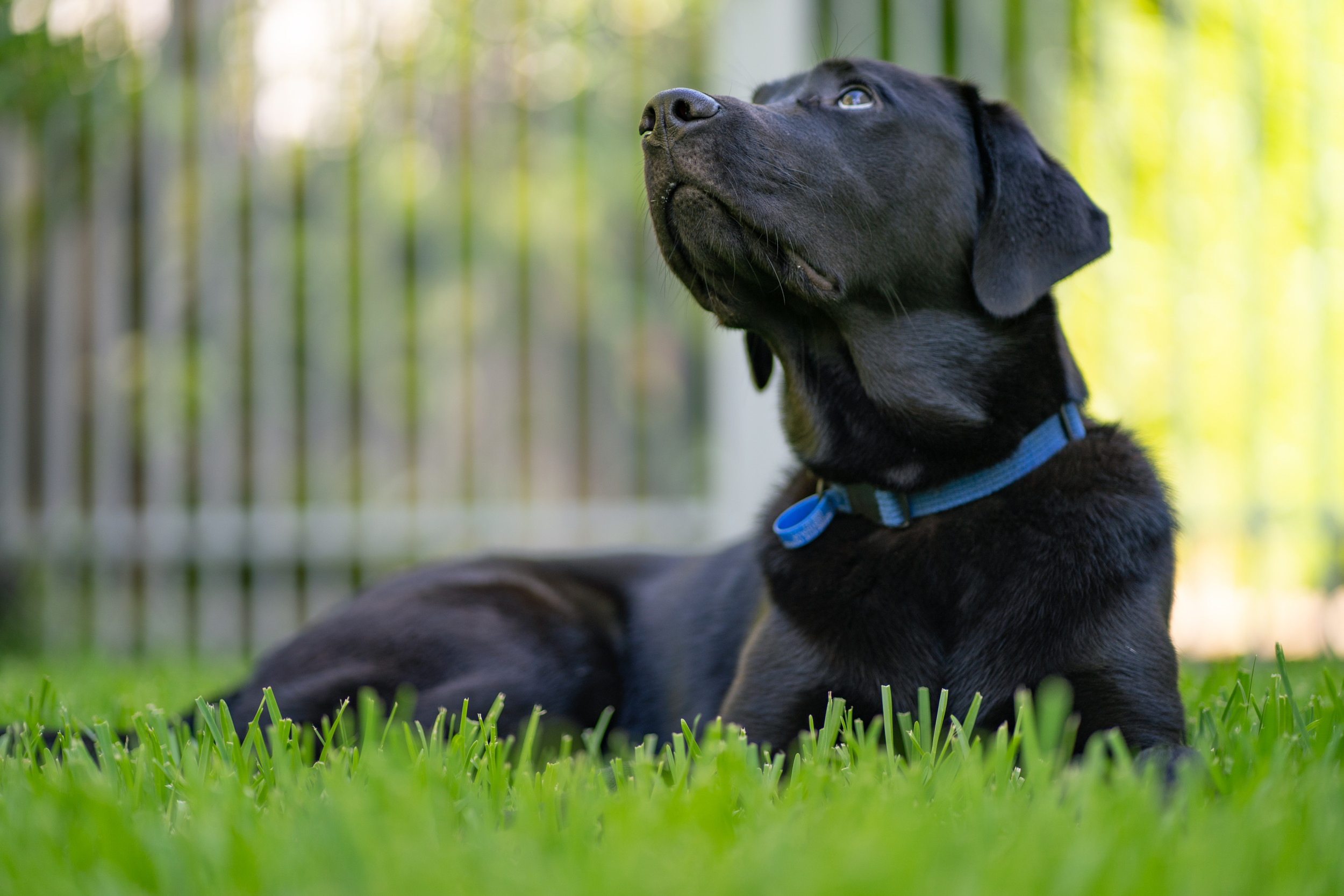 How Apartment Dog Responds to His Own Backyard Goes Viral