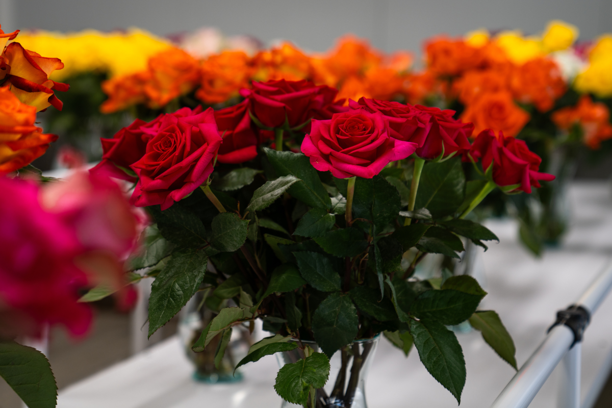 Flowers