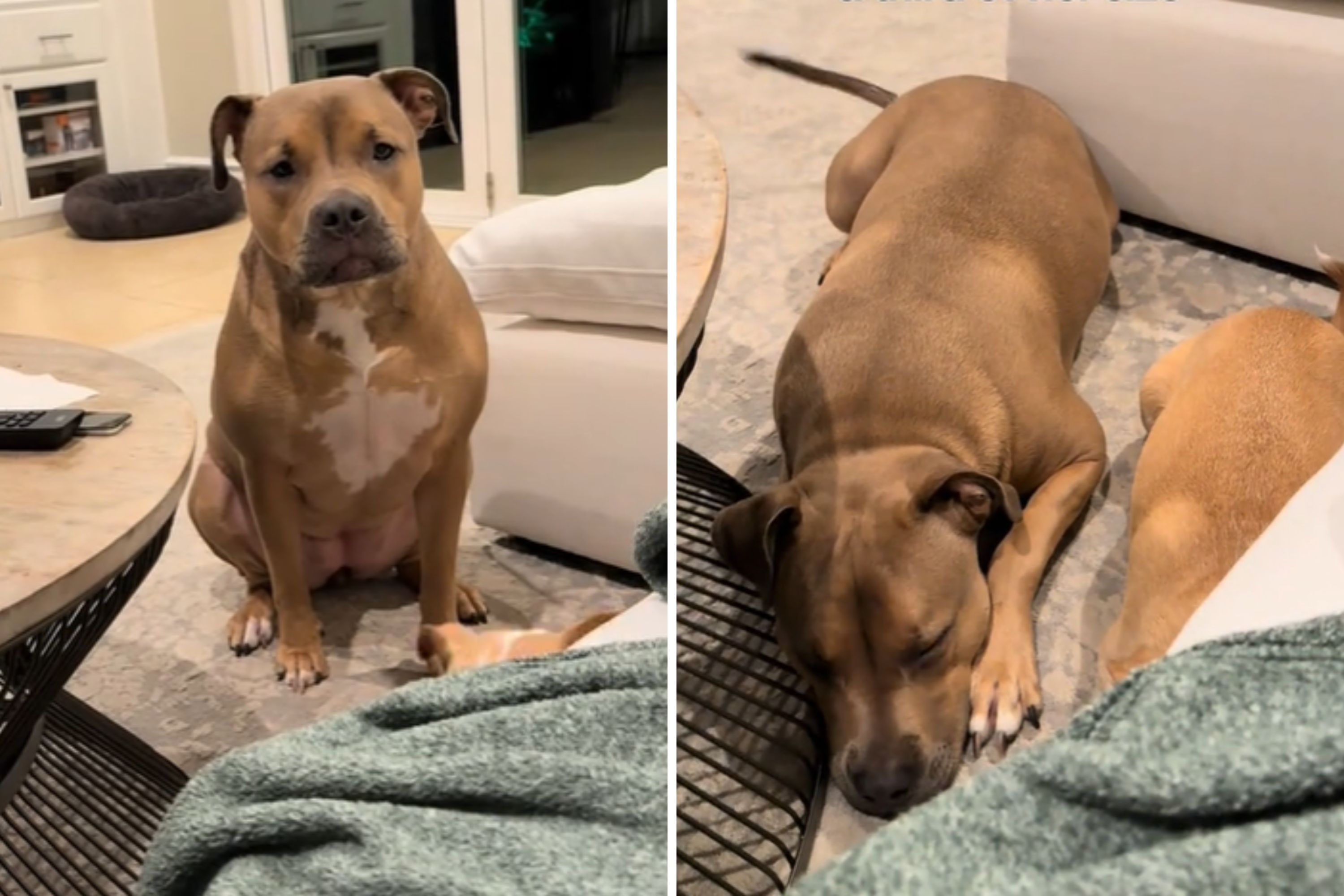 Owner Reveals Hilarious Reason 80lb Dog Calls on Me for Help