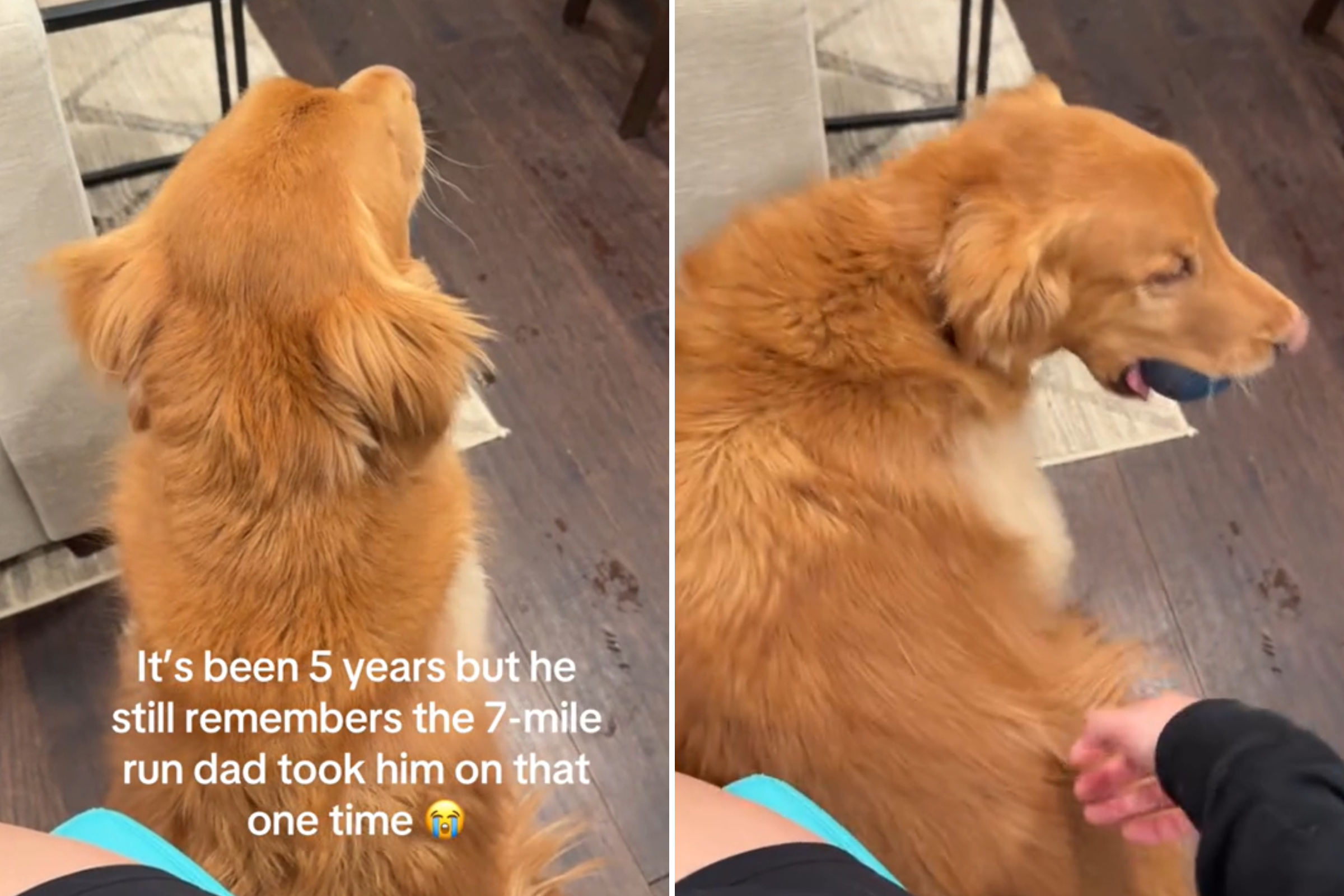 Golden Retriever Refuses to Walk After What Owner Did Years Ago—Not a Fan
