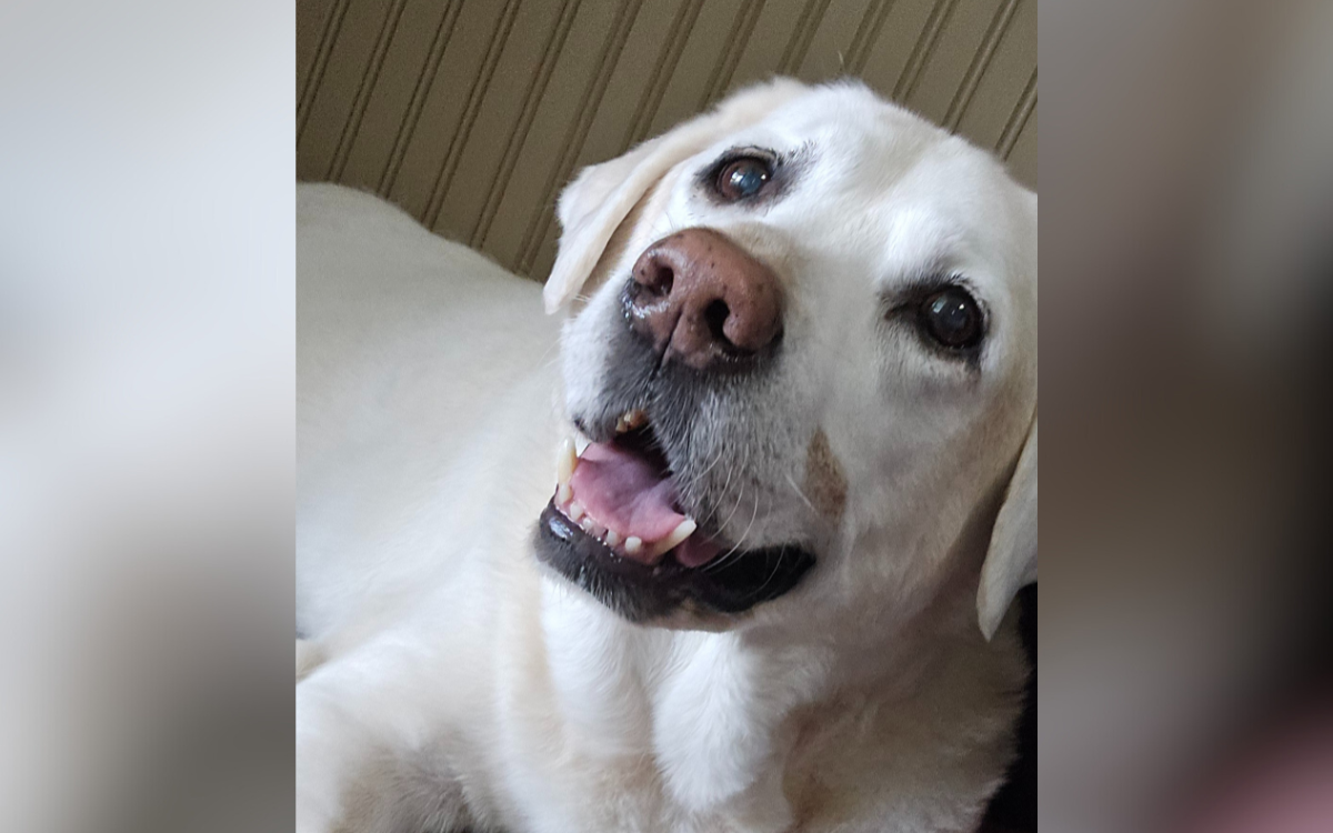 Barkley the soul dog.