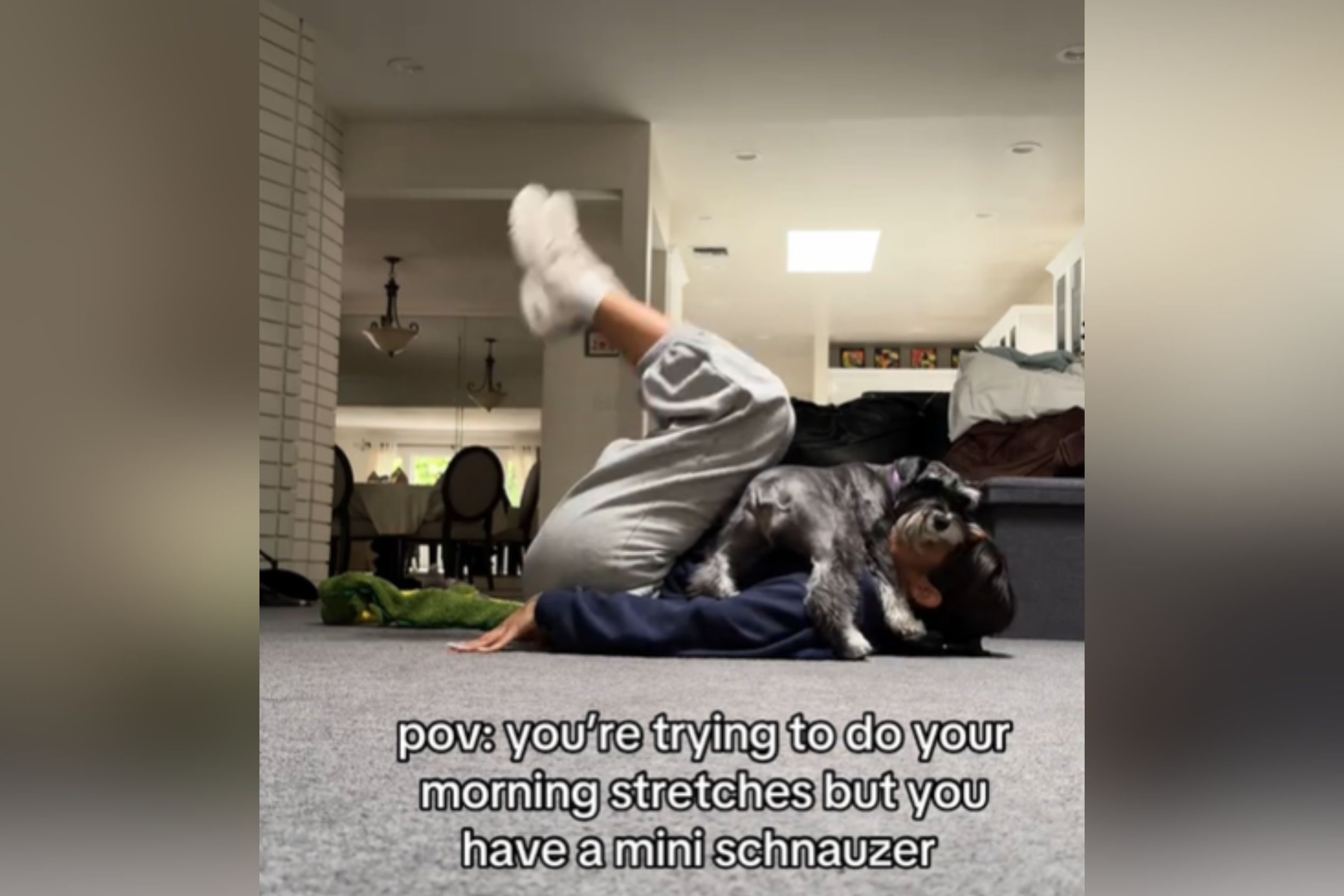 Internet Obsessed With Clingy Schnauzers Response to Owner Working Out