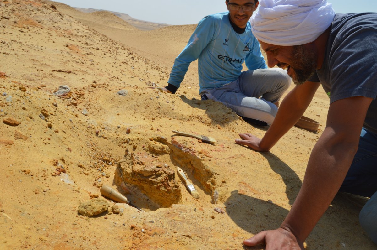 Paleontologist Hesham Sallam examines the skull