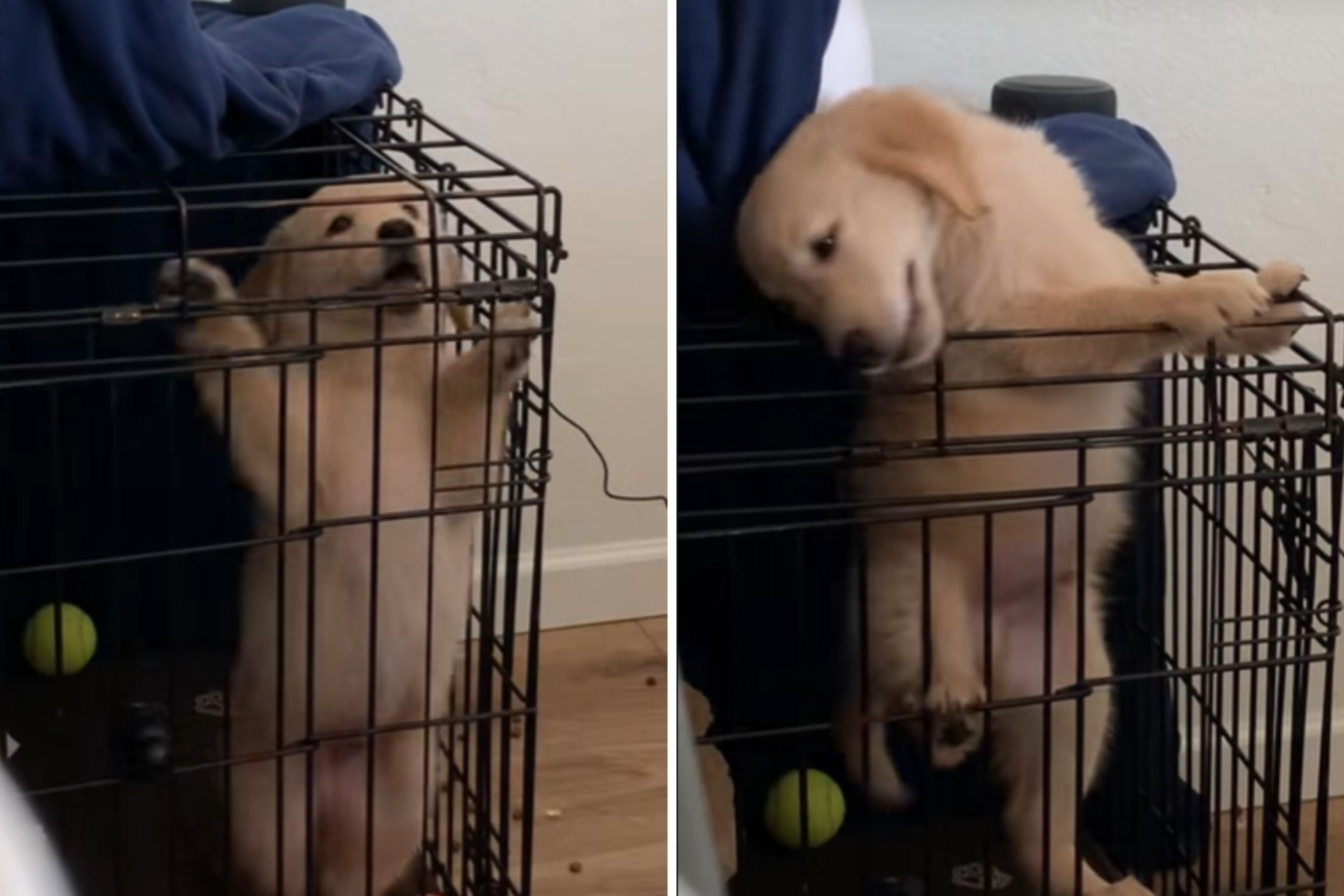 Golden Retriever Pup Mysteriously Escapes Crate—Pet Cam Does Not Disappoint