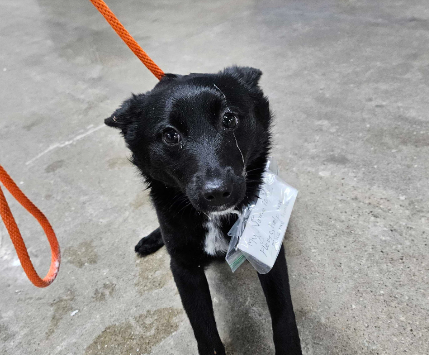 Abandoned Dog Found With This Heartbreaking Note Tied Around Her Collar
