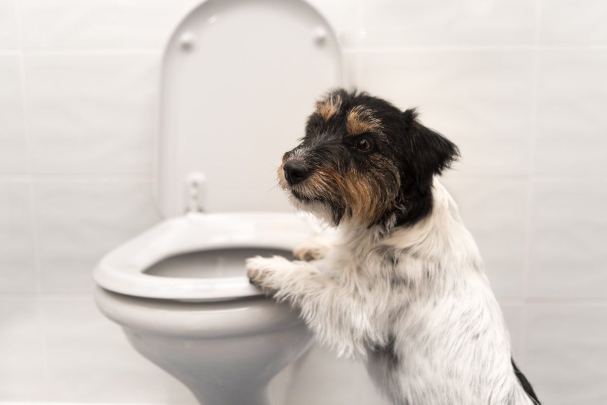dog in the toilet