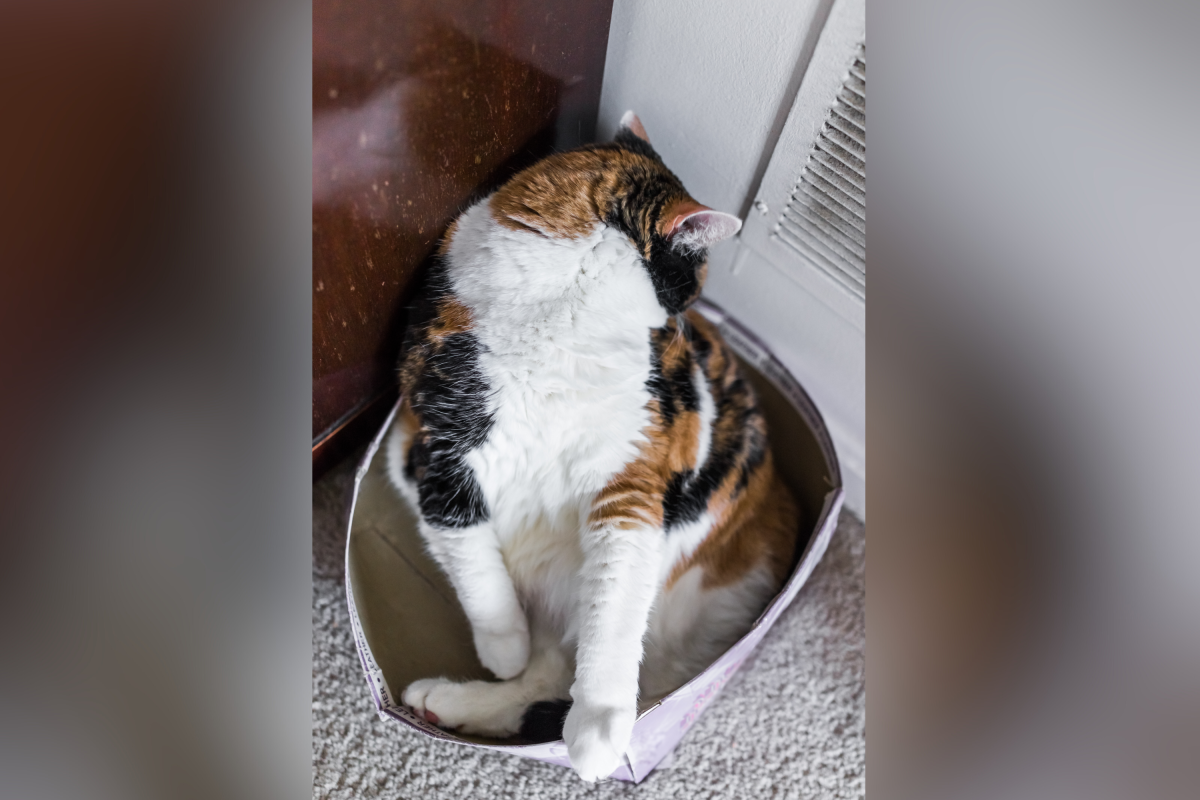 Cat in box