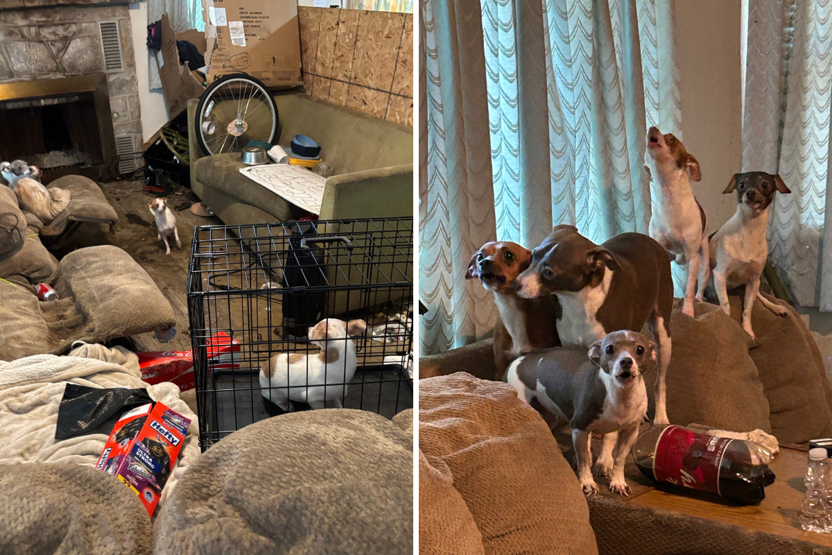 Dog rescue