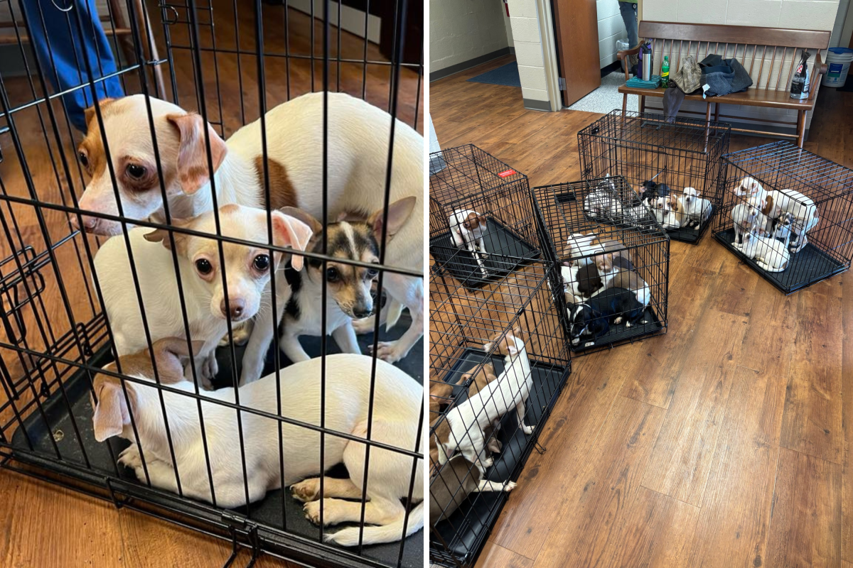 Dog rescue