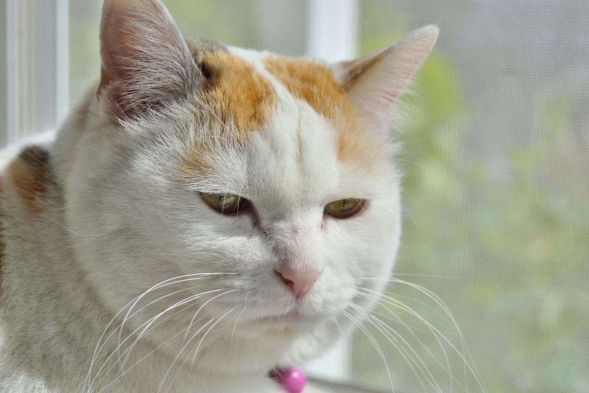 Orange And White Cat By Windowsill