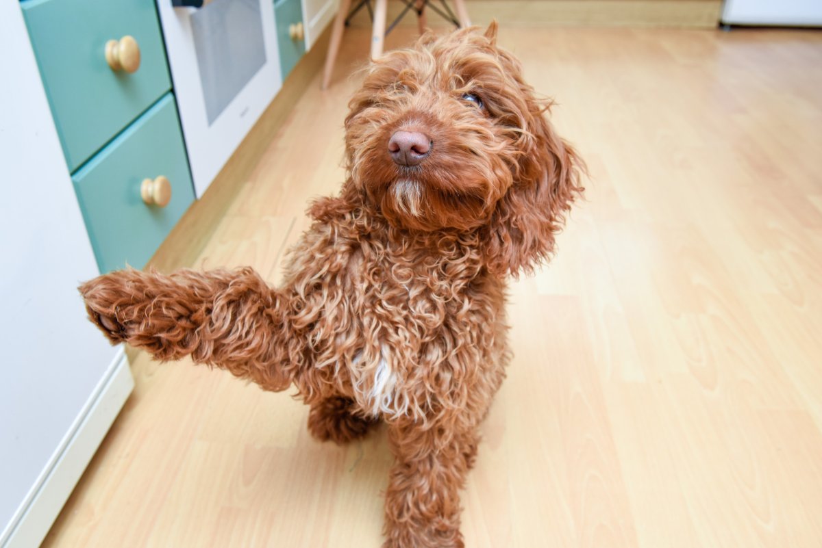Young dog stretching paw to grab treat.