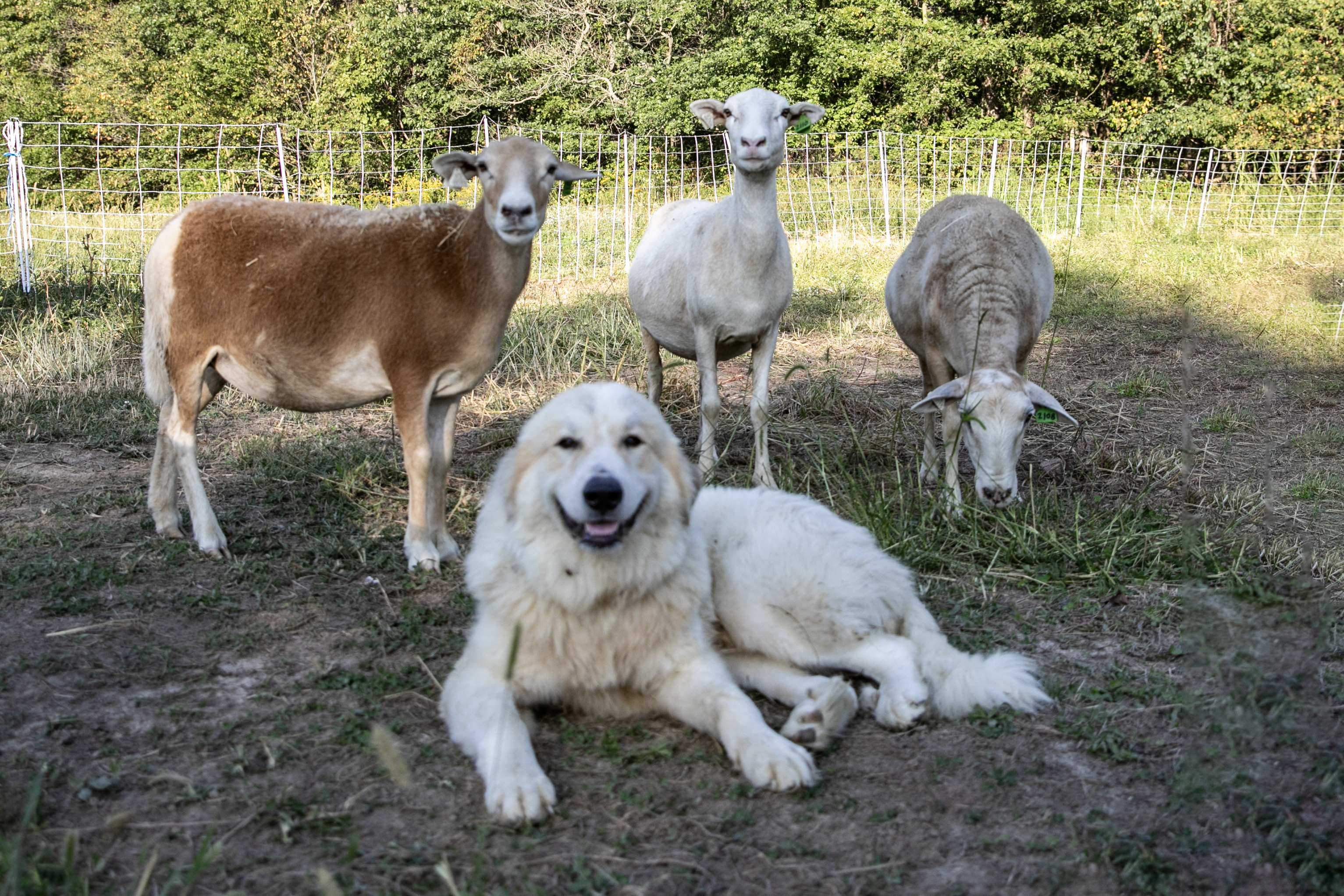 Great Pyrenees In Love With Baby Goat Abandoned at Birth Melts Hearts